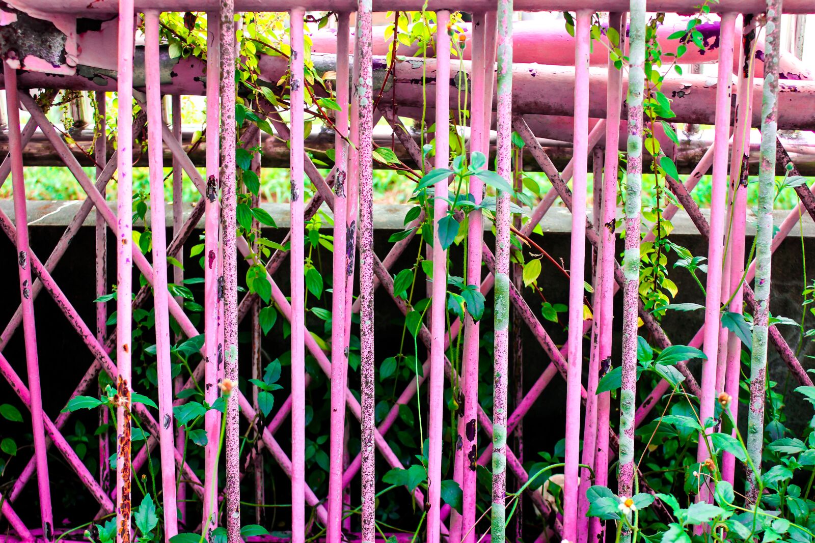 Canon EOS 600D (Rebel EOS T3i / EOS Kiss X5) sample photo. Fence, plant, leaves photography