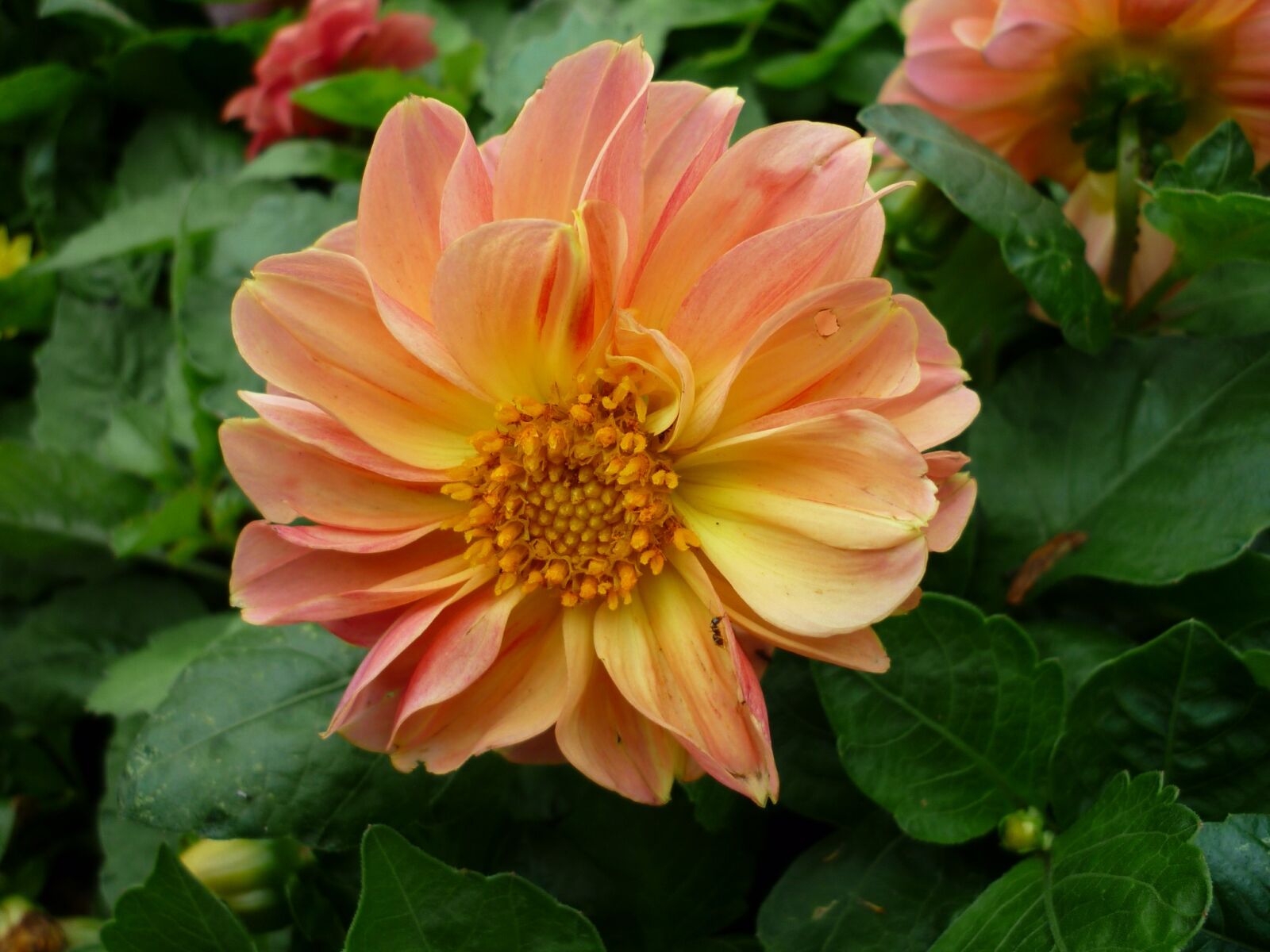 Panasonic Lumix DMC-FS6 sample photo. Flower, dahlia, nature photography