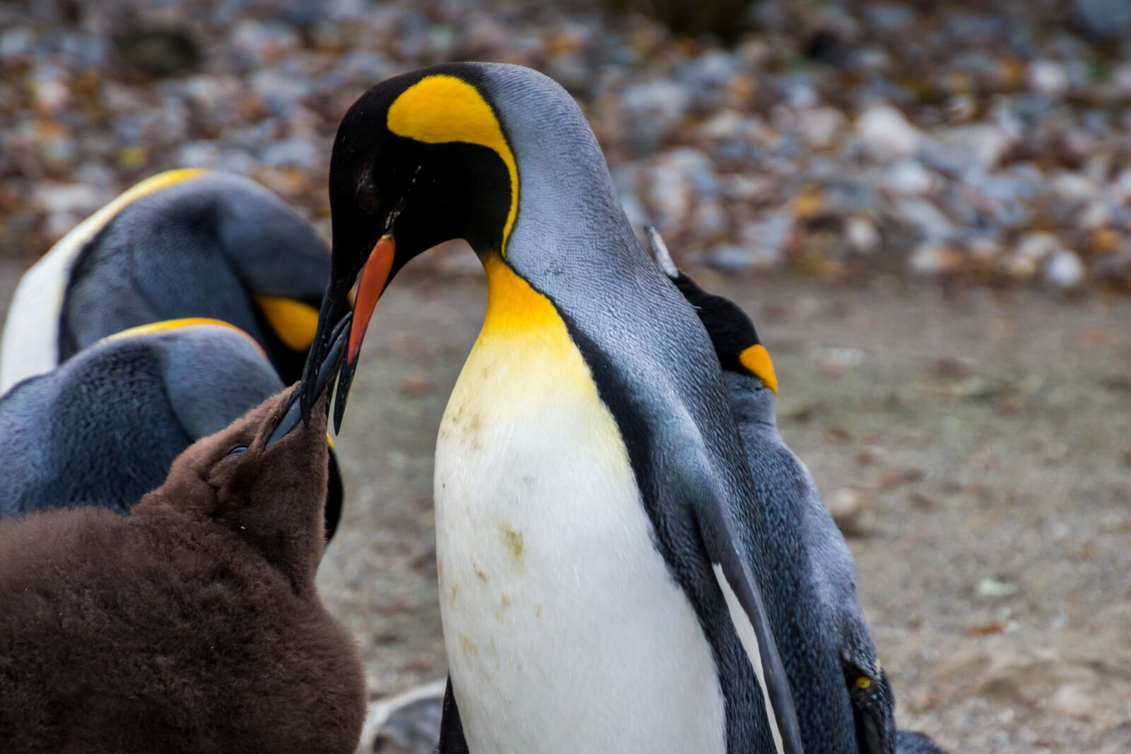 Canon EOS 70D sample photo. Penguin, emperor penguin, pingu photography