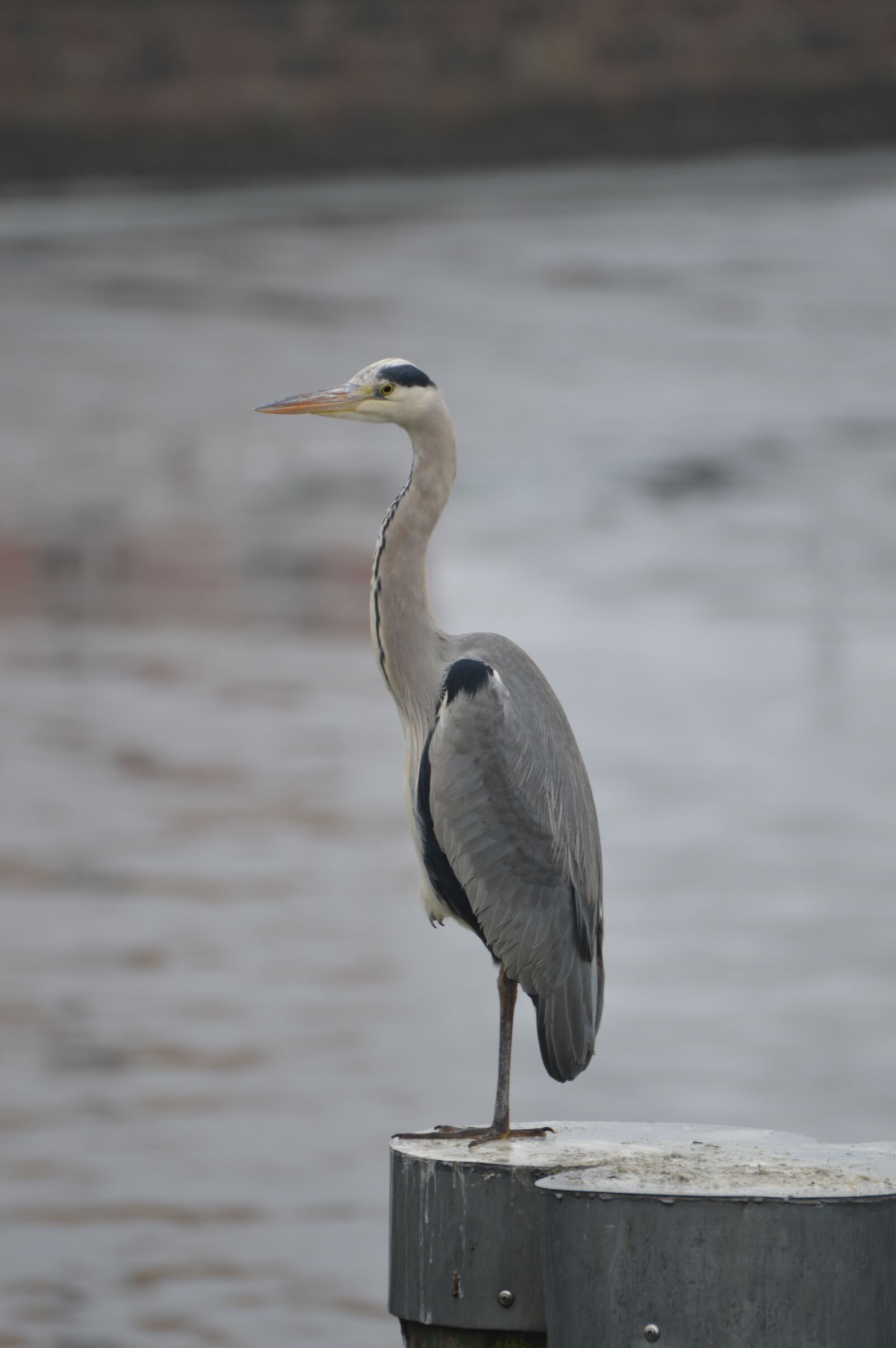 Nikon D3200 sample photo. Heron, baltic sea, stralsund photography