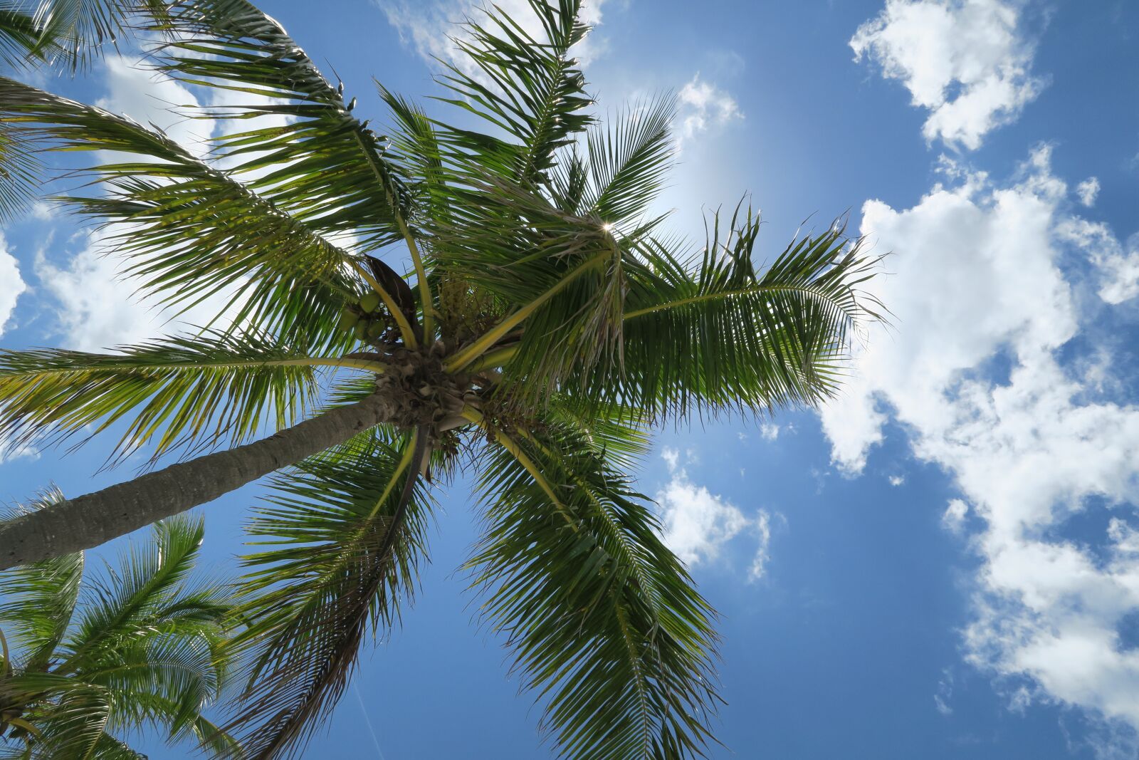 Canon PowerShot G7 X sample photo. Palm, sun, summer photography