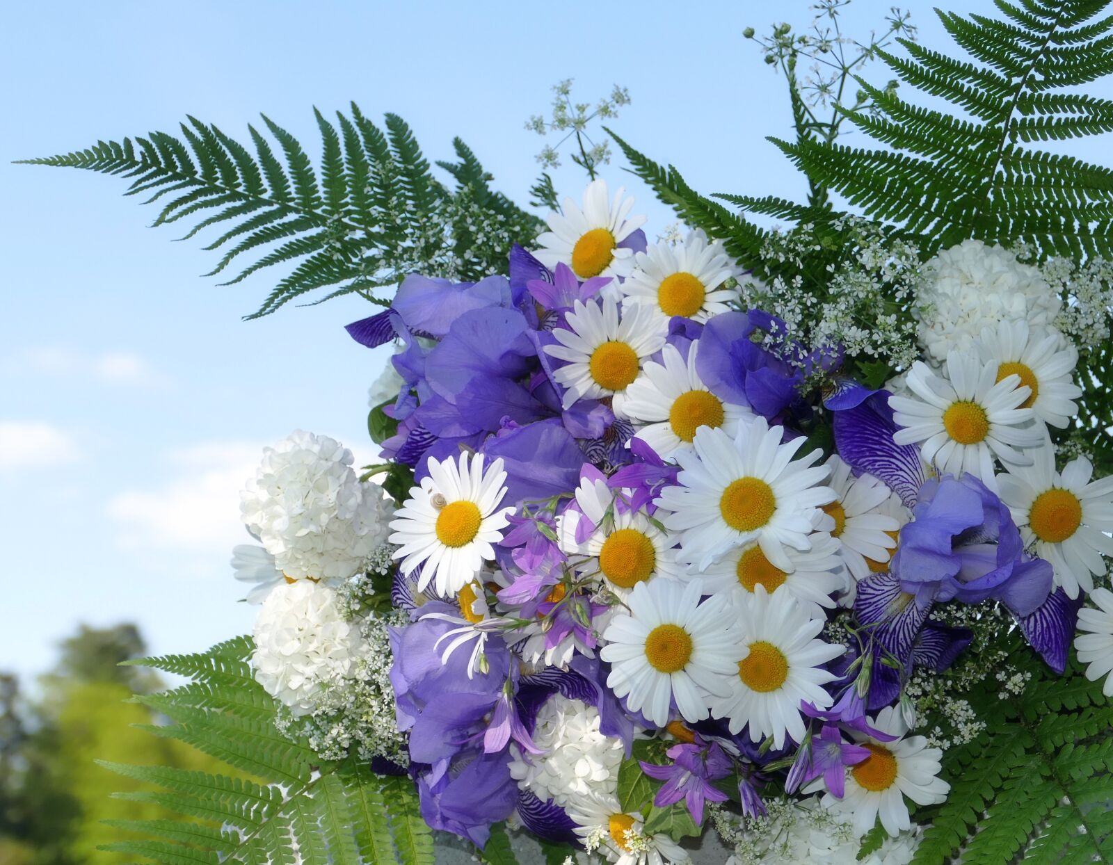 Panasonic Lumix DMC-FZ1000 sample photo. Flowers, summer, white photography