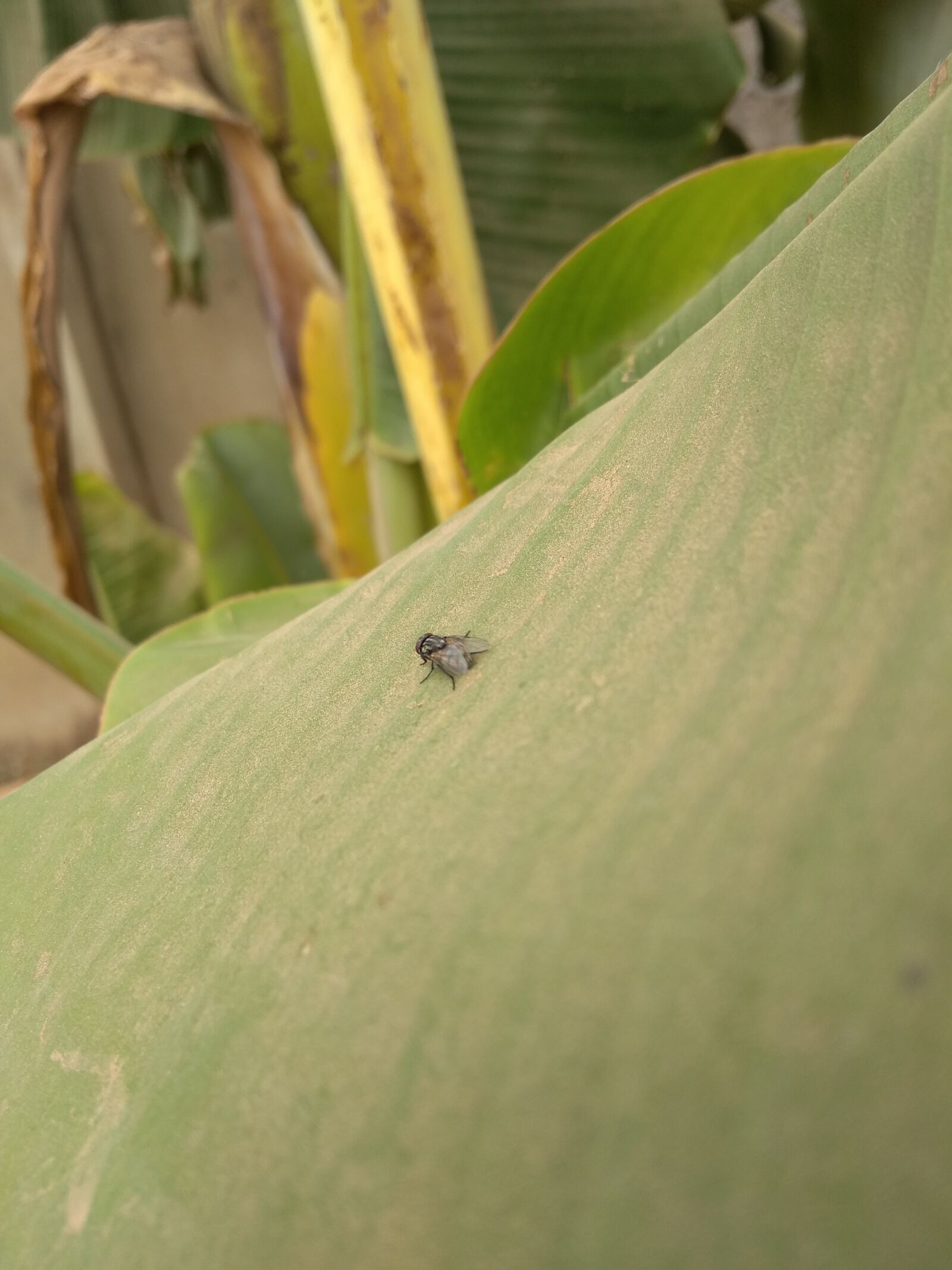 Xiaomi Redmi Note 5A sample photo. Macro photography, flora, plants photography