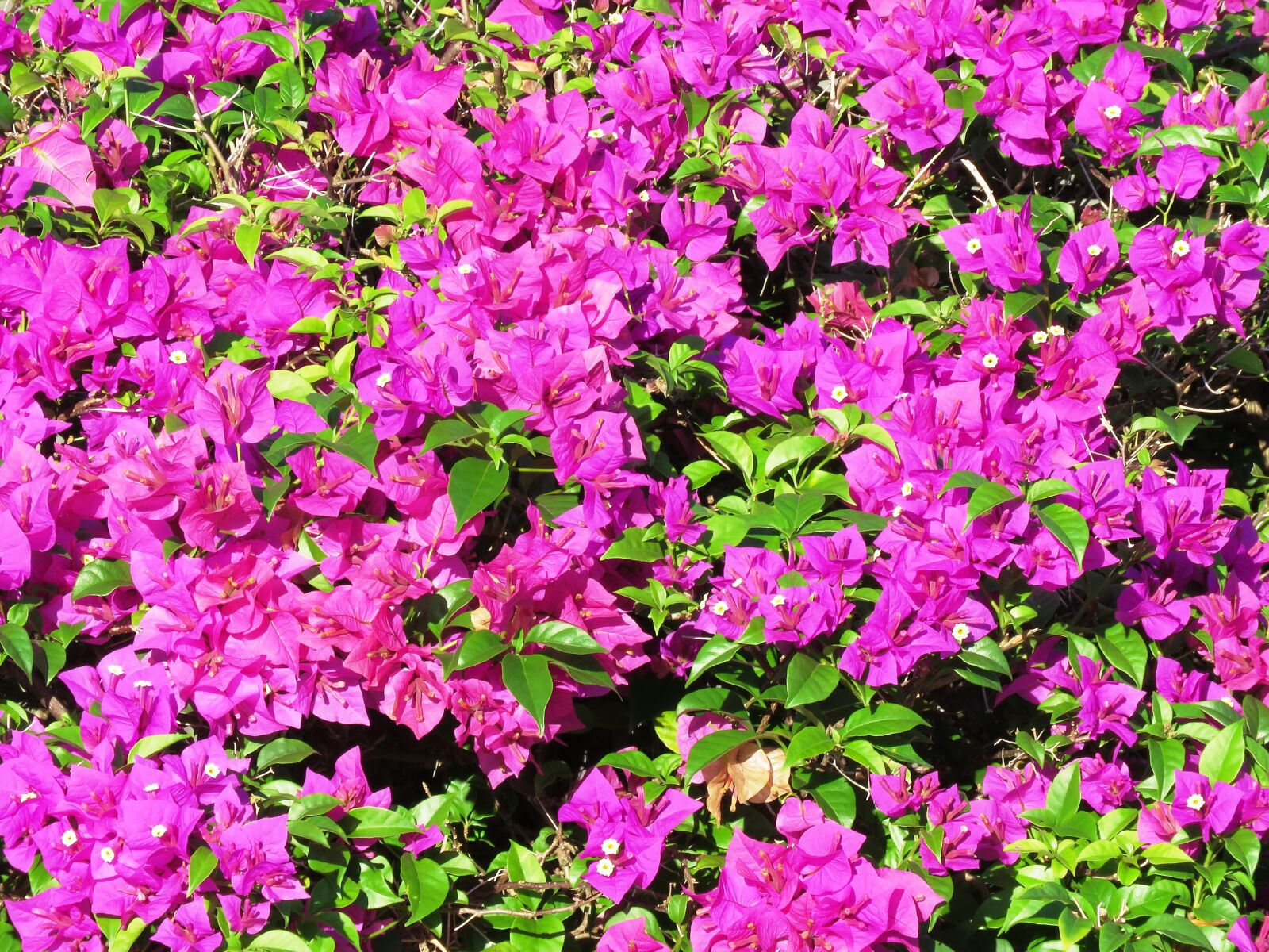 Canon PowerShot SX60 HS sample photo. Flowers, background, nature photography