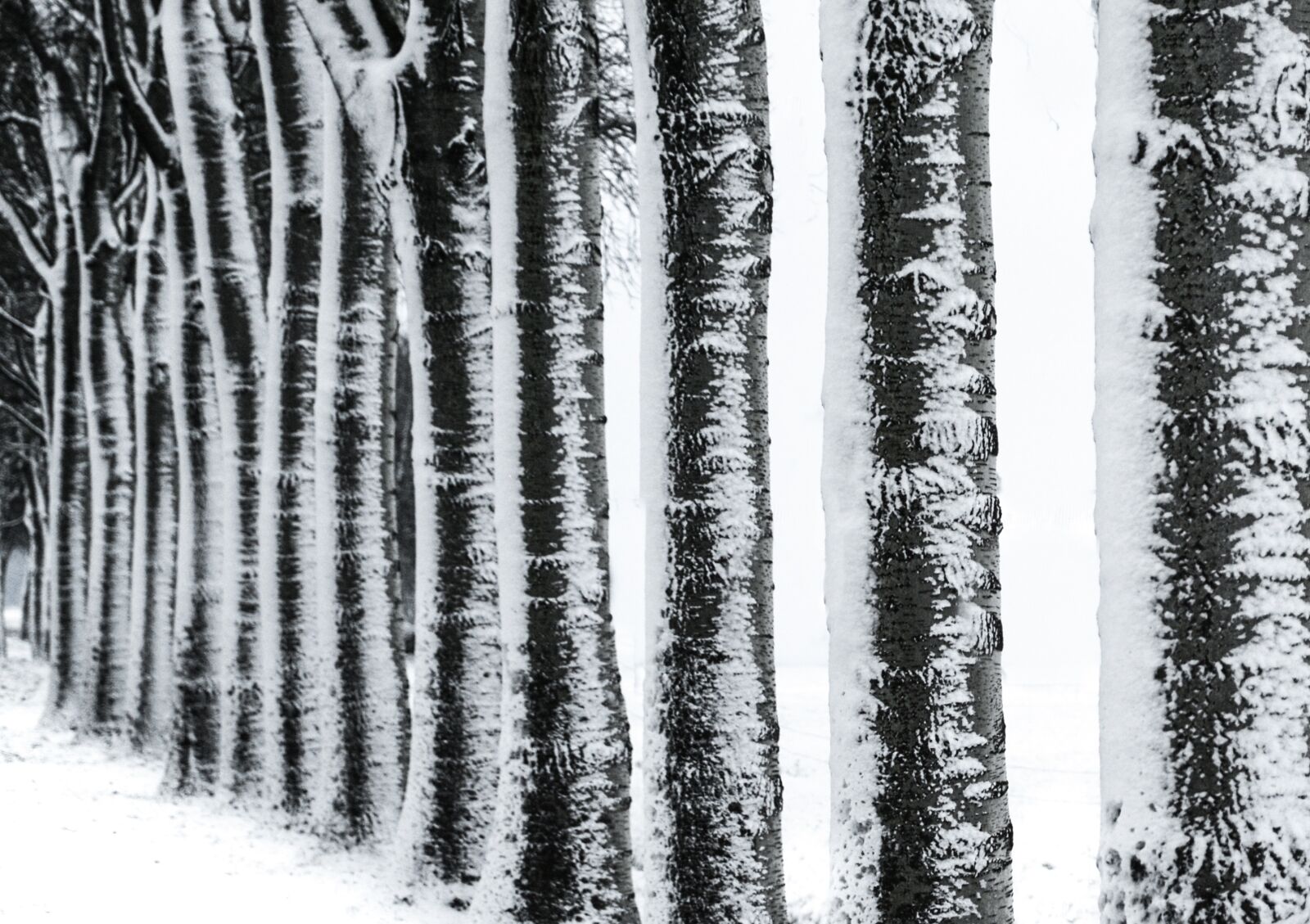 Nikon D610 sample photo. Row, trees, nature photography