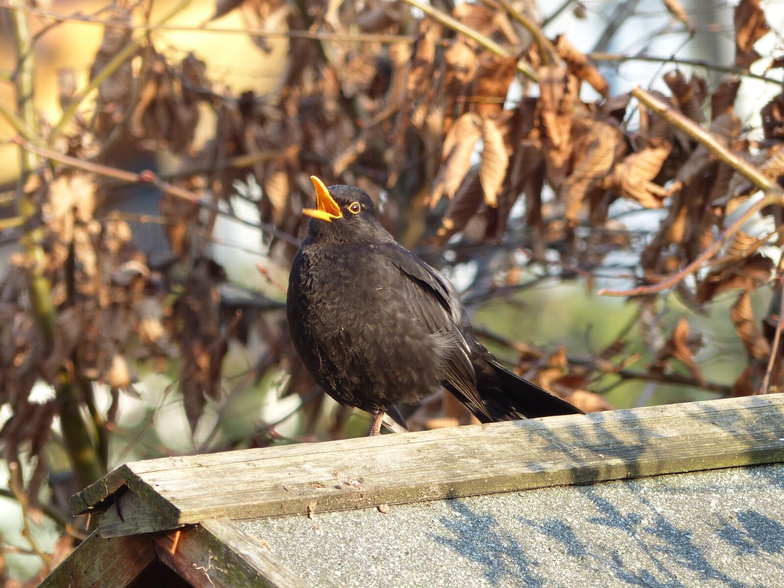 Panasonic Lumix DMC-FZ200 sample photo. Blackbird, sing, blackbird male photography