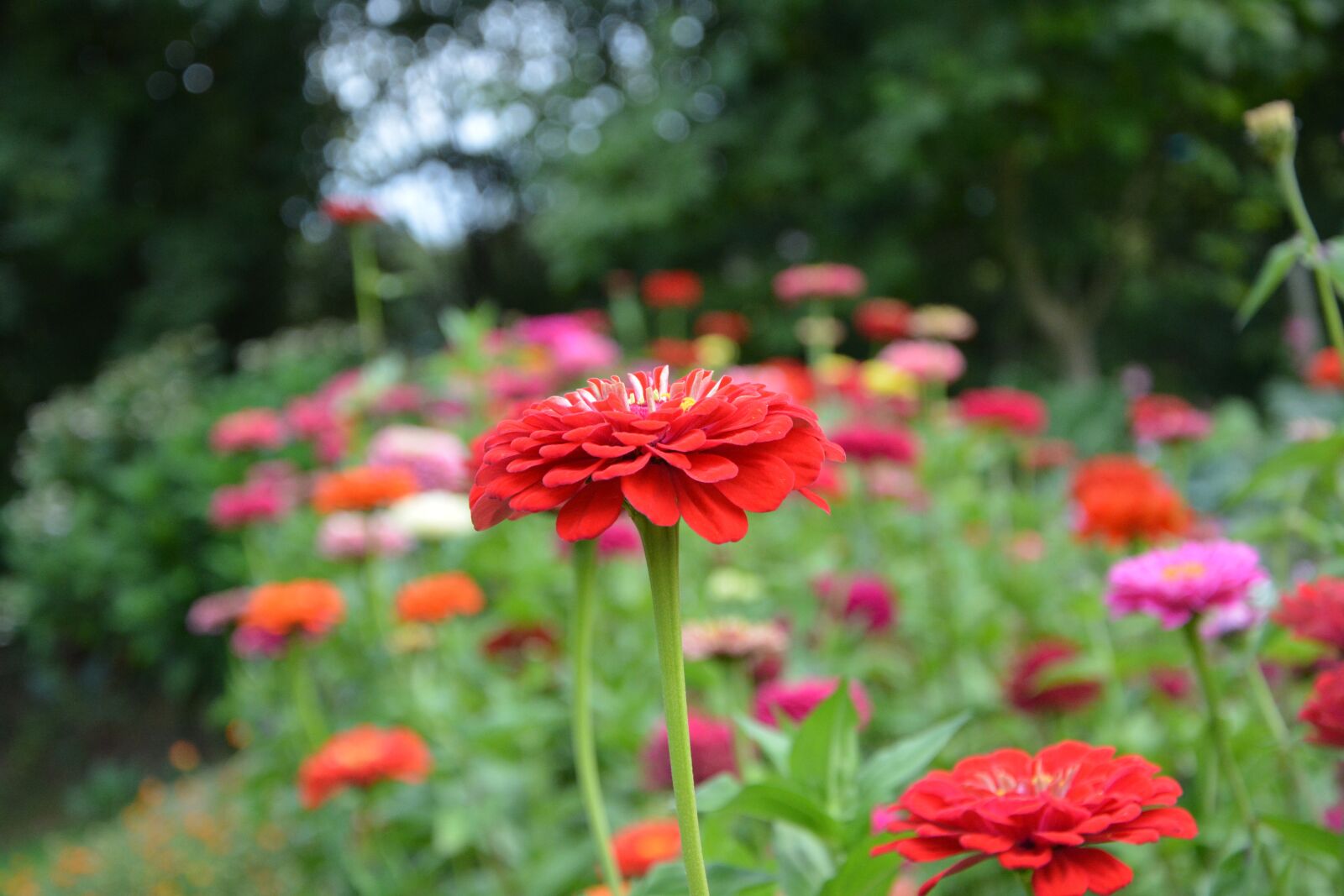 Nikon D5200 sample photo. Flowers solid, parterre, bouquet photography