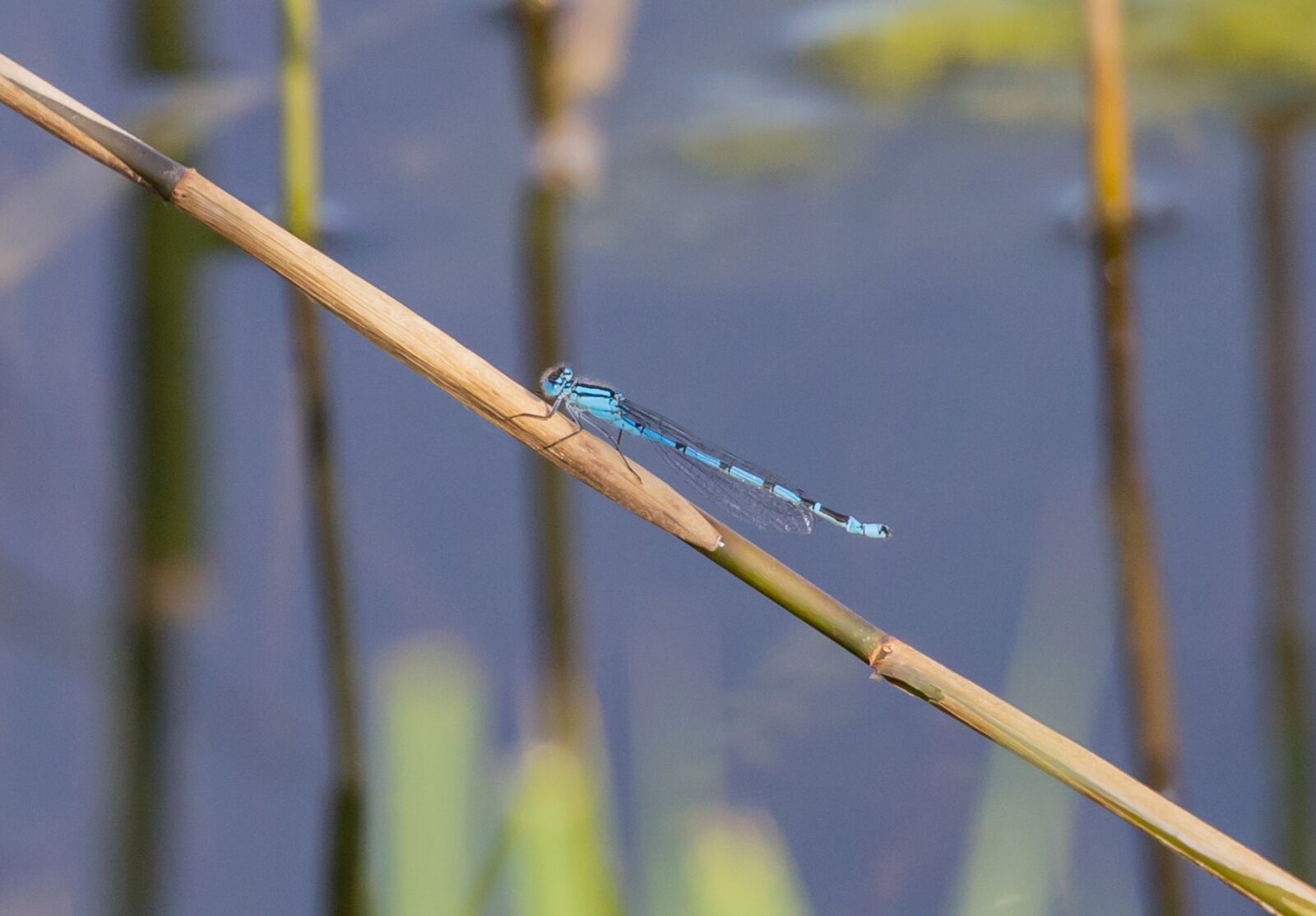 Canon EOS 5D Mark III sample photo. Banded demoiselle, dragonfly, blue photography