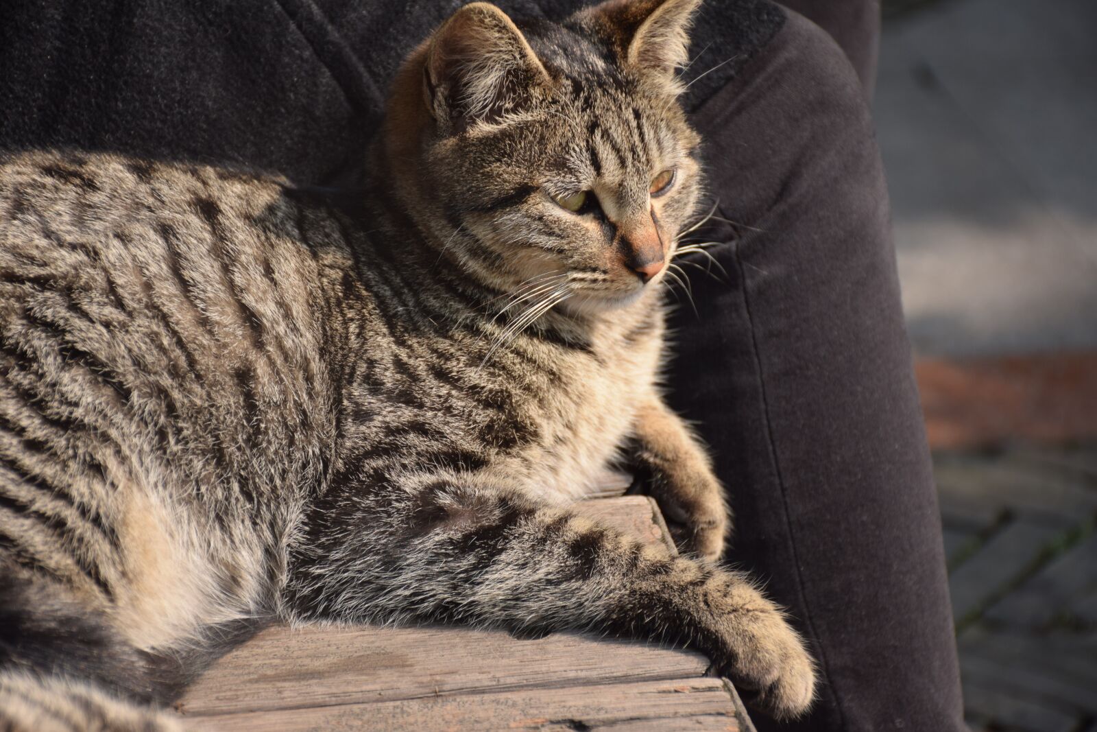 Nikon D3300 sample photo. Animal, cat, tiger stripes photography