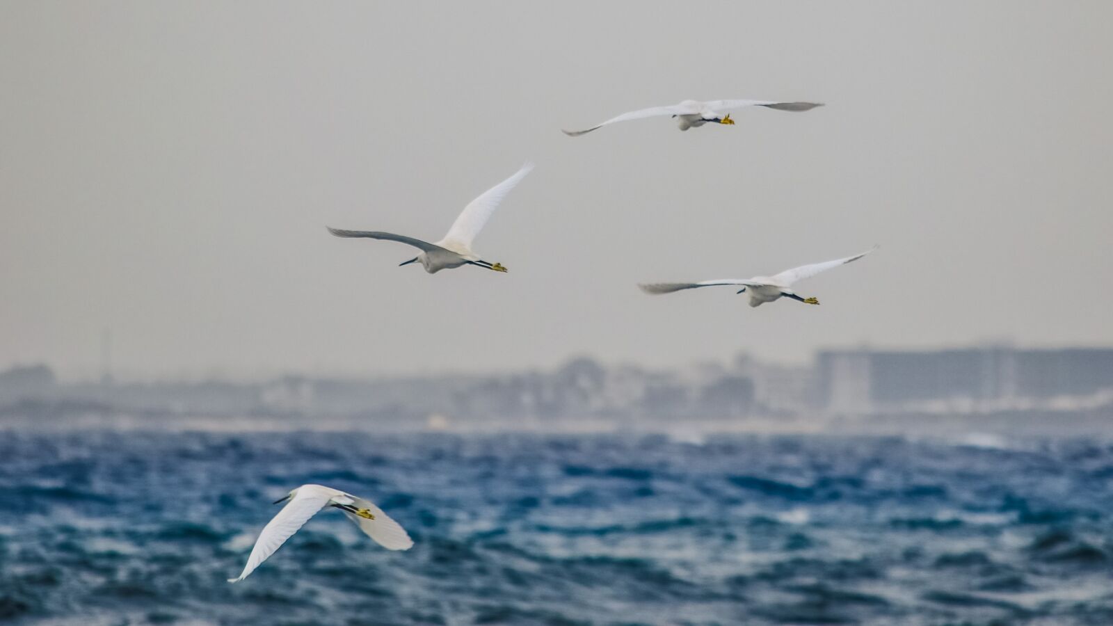 Nikon D3300 sample photo. Fly, sea, flight photography