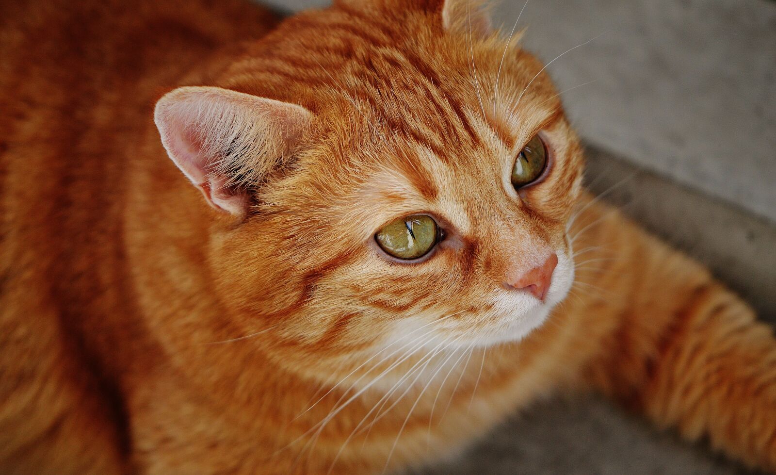 Nikon D3200 sample photo. Cat, red, cute photography