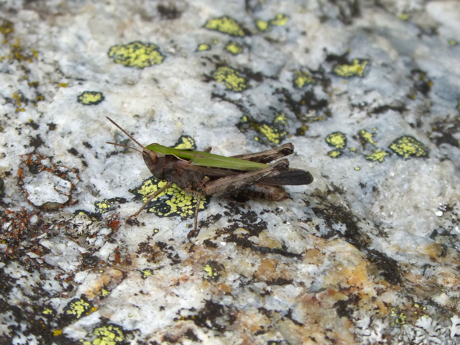 Panasonic DMC-FZ62 sample photo. Grasshopper, rock moss, insect photography