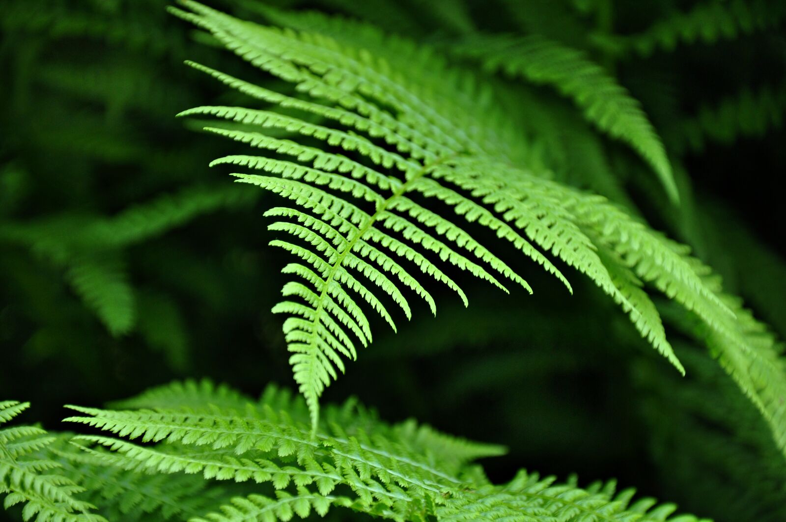 Nikon D90 sample photo. Fern, plant, growth photography