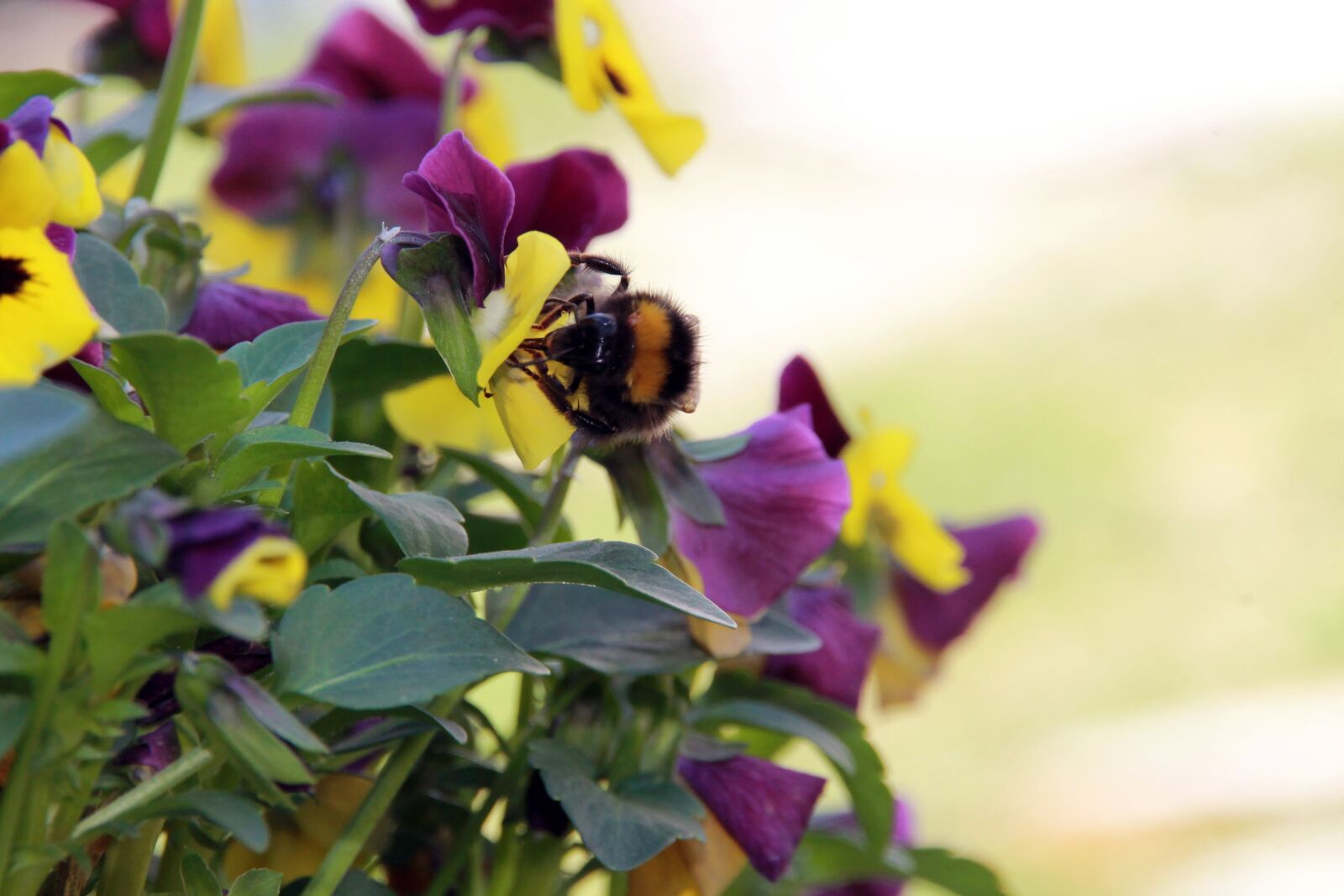 Canon EOS 1100D (EOS Rebel T3 / EOS Kiss X50) sample photo. Hummel, pansy, plant photography
