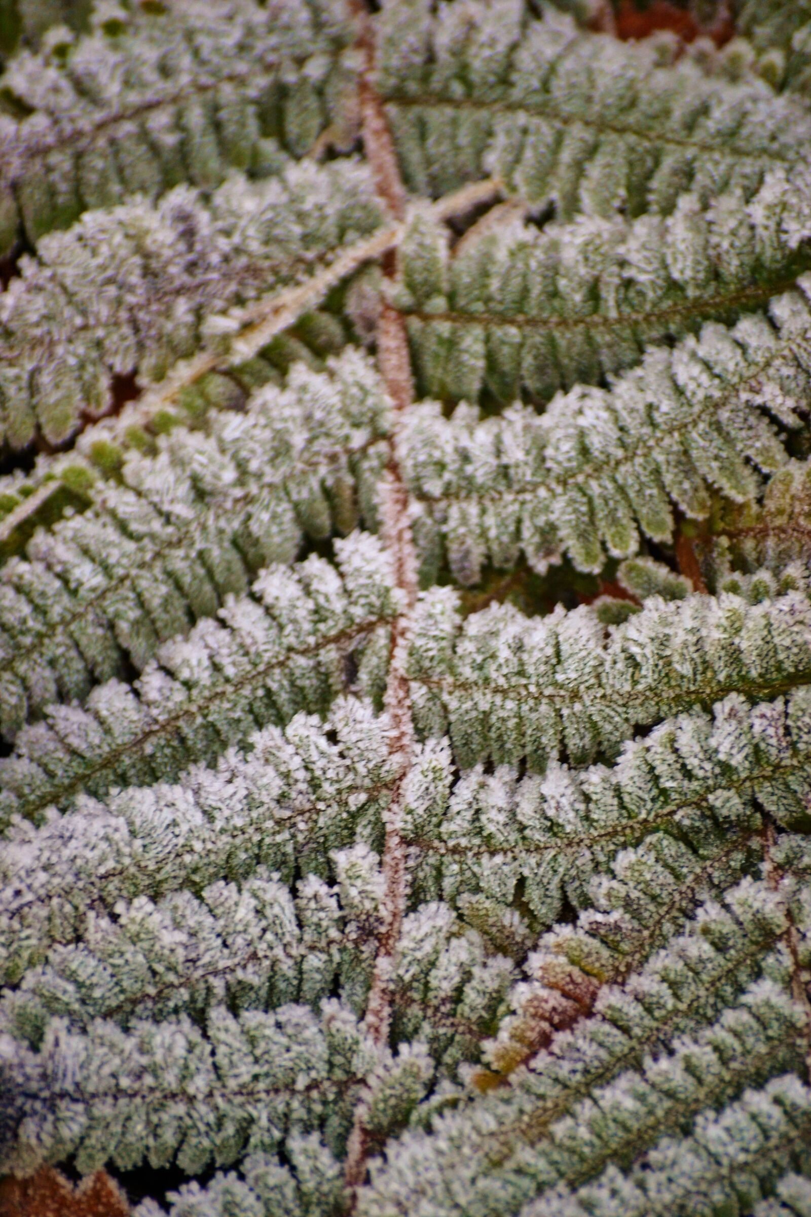 Nikon D3100 sample photo. Fern, frost, icy, plant photography