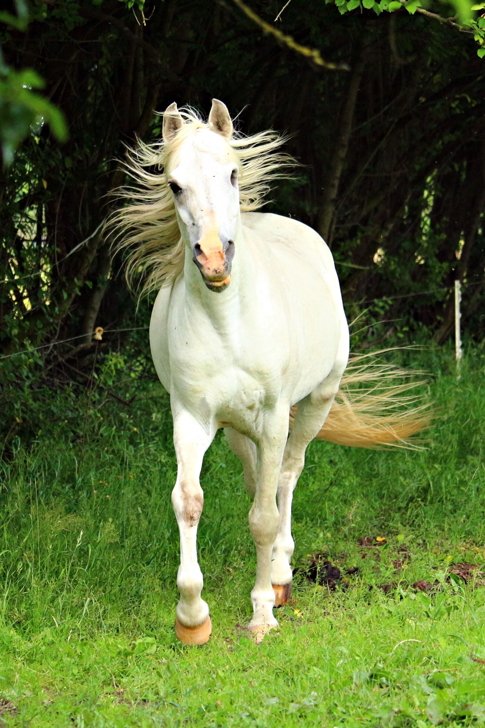 Canon EOS 100D (EOS Rebel SL1 / EOS Kiss X7) sample photo. Horse, mold, stallion photography