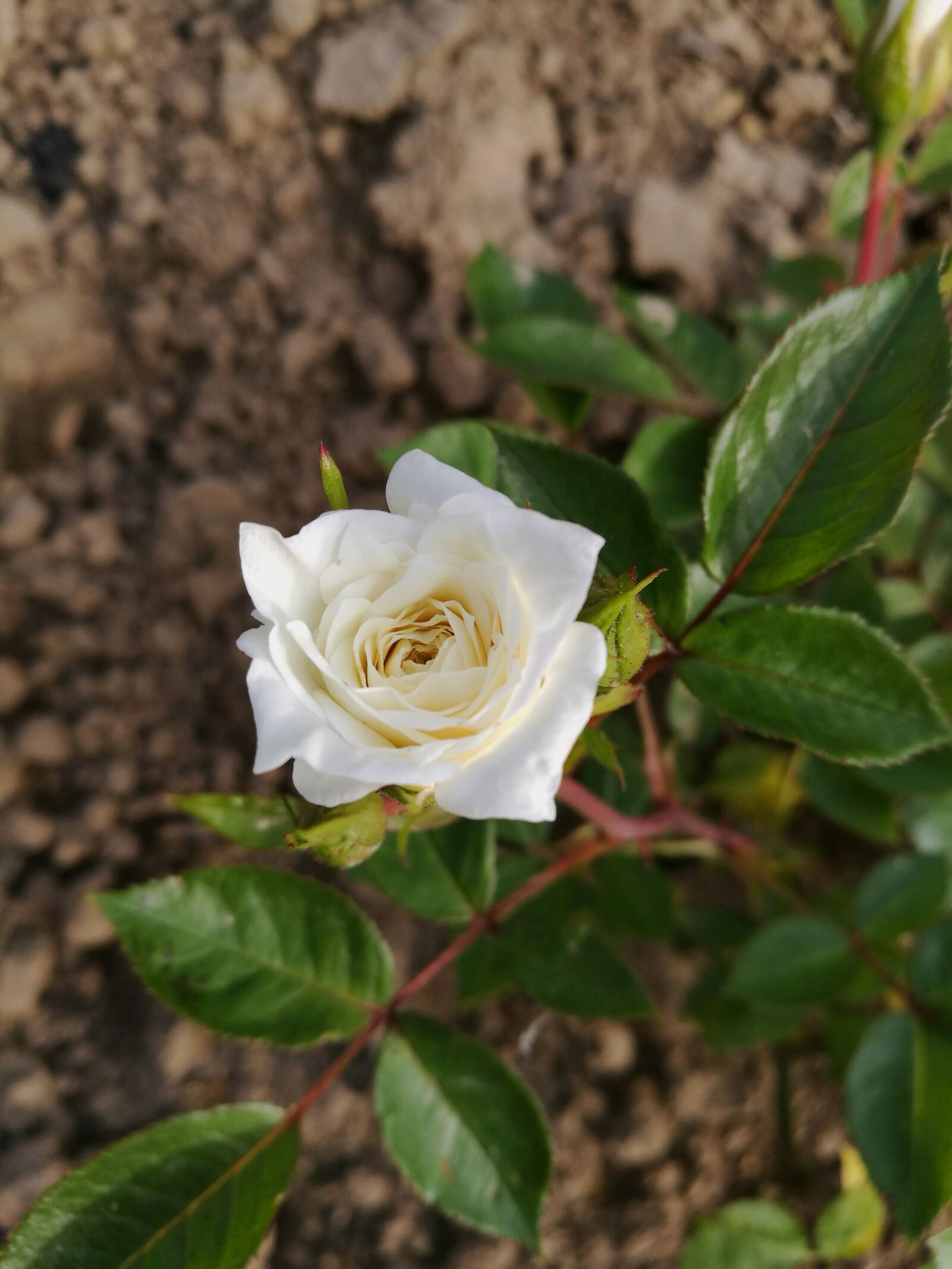 HUAWEI P9 sample photo. Flowers, summer, macro photography