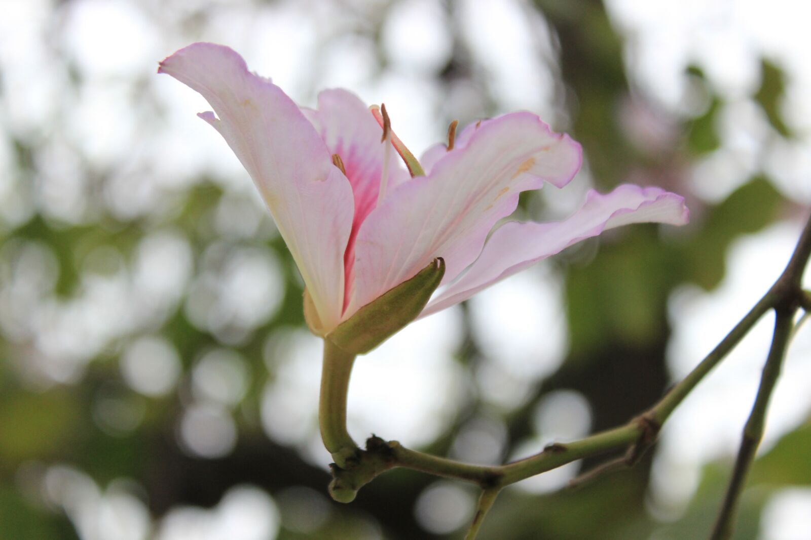 Canon EOS 600D (Rebel EOS T3i / EOS Kiss X5) sample photo. Flower, wild flower, garden photography