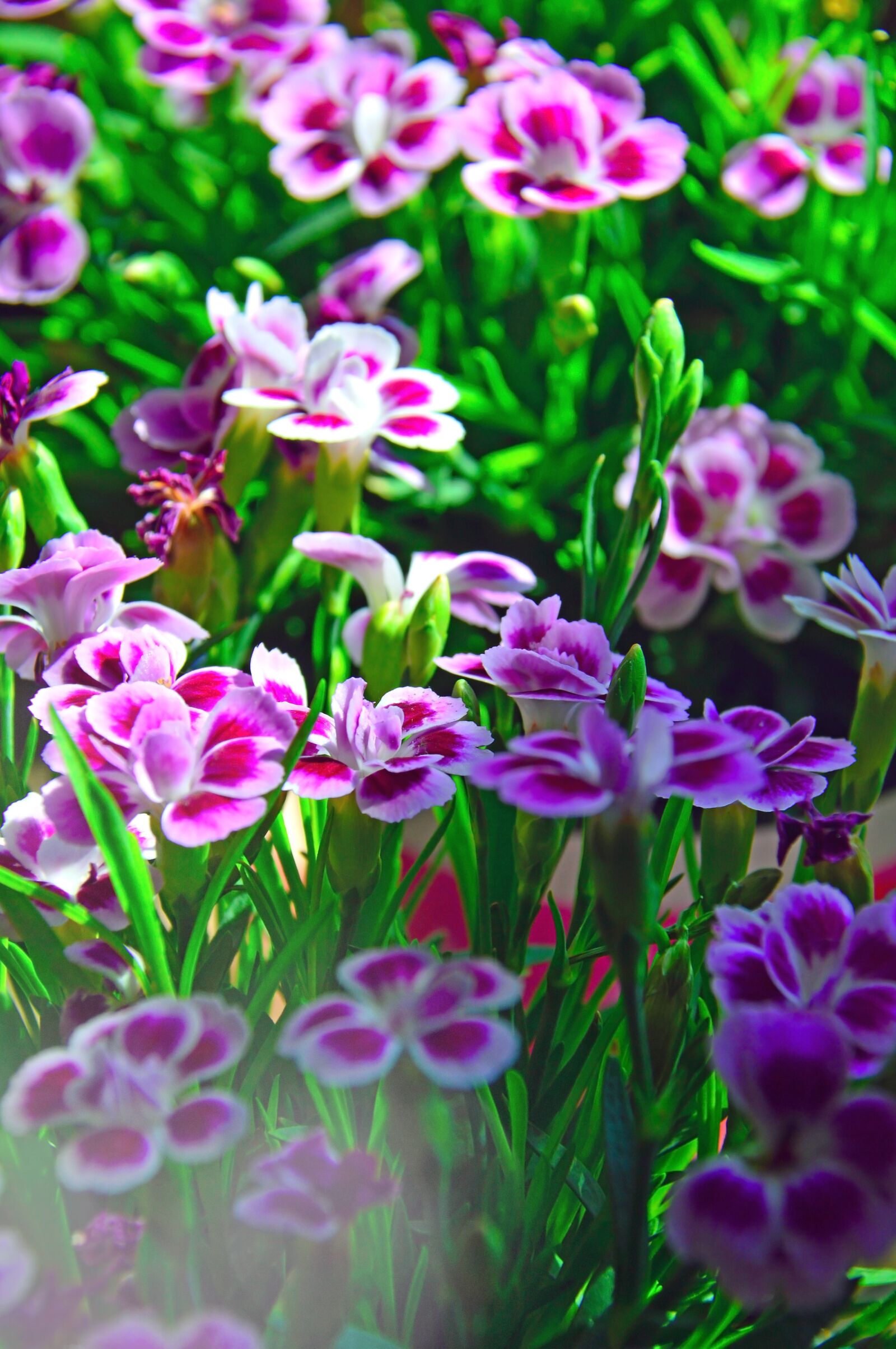 Nikon D3200 sample photo. Flower, nature, plant photography