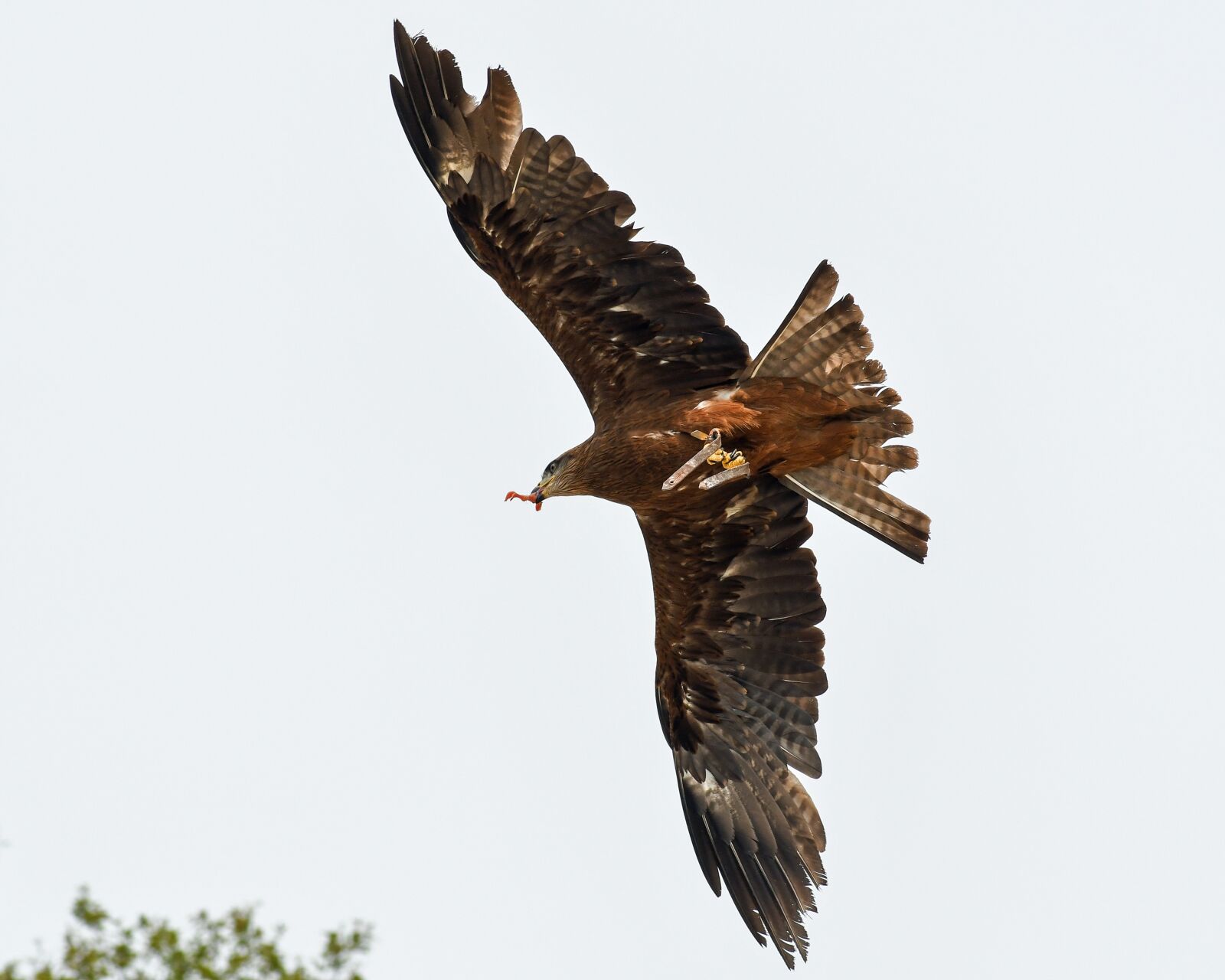 Tokina AT-X Pro 100mm F2.8 Macro sample photo. Buzzard, raptor, flight photography