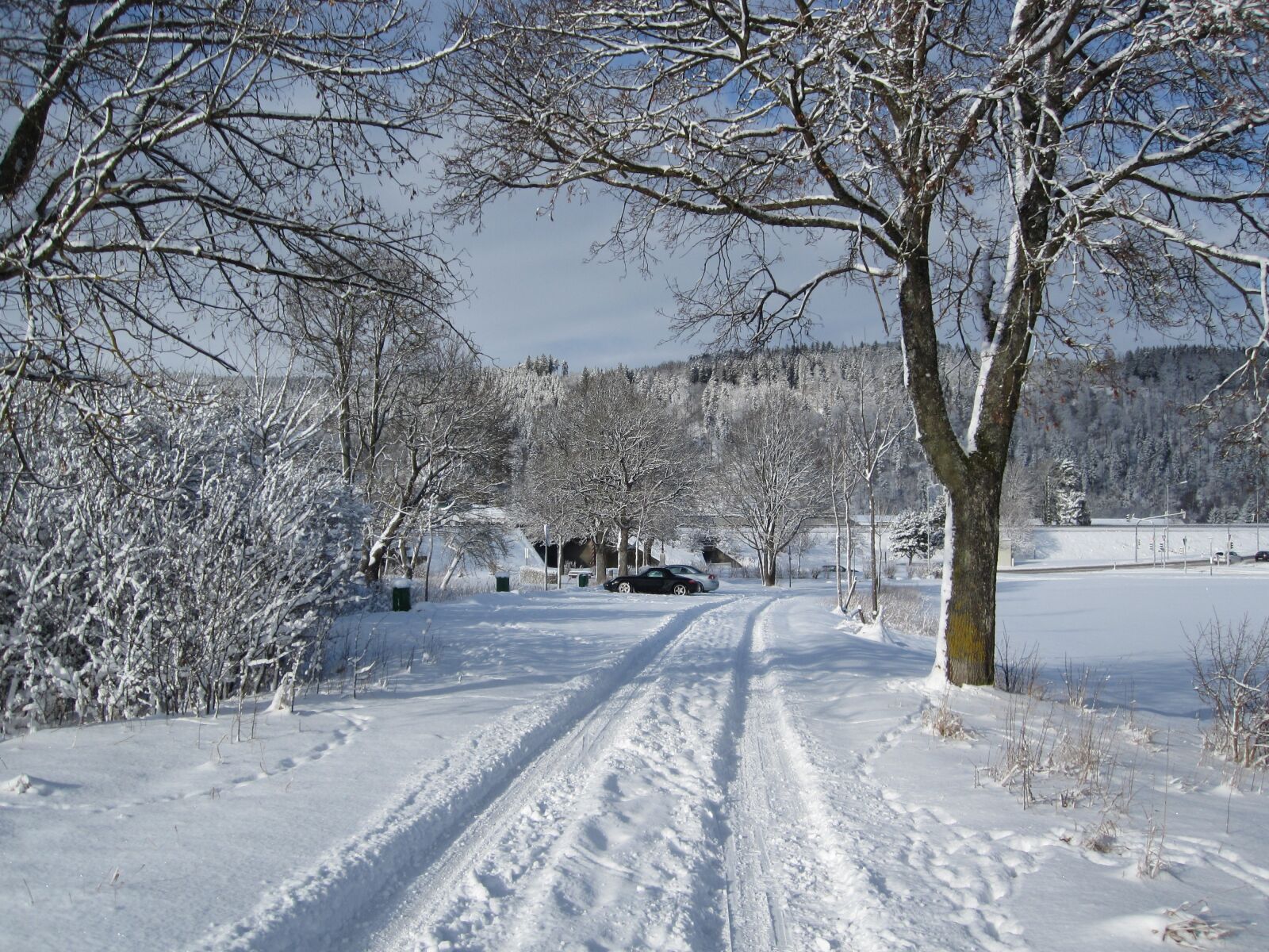Canon PowerShot SD780 IS (Digital IXUS 100 IS / IXY Digital 210 IS) sample photo. Winter, snow, tree photography