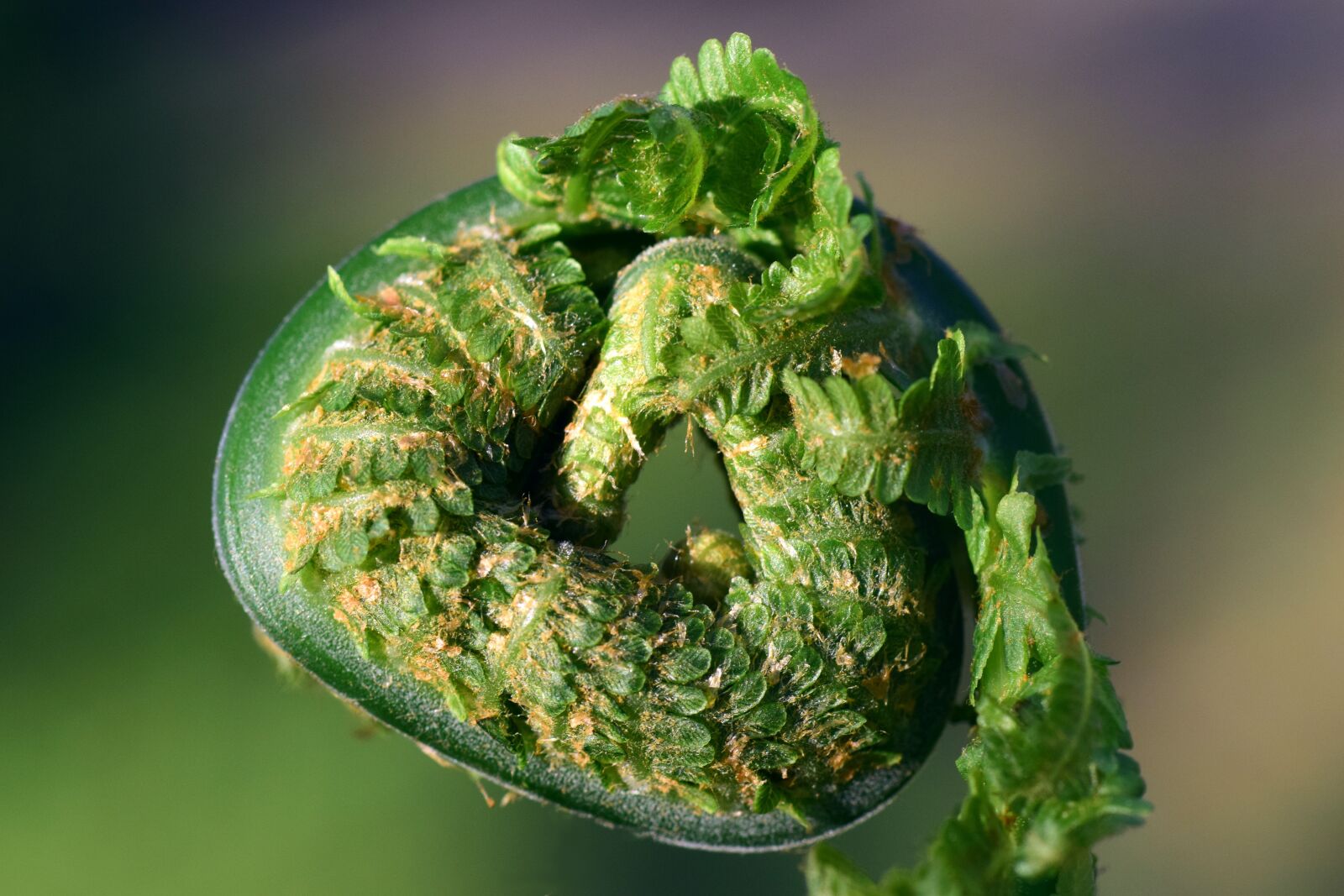 Nikon D3300 sample photo. Fern, rolled, spring photography
