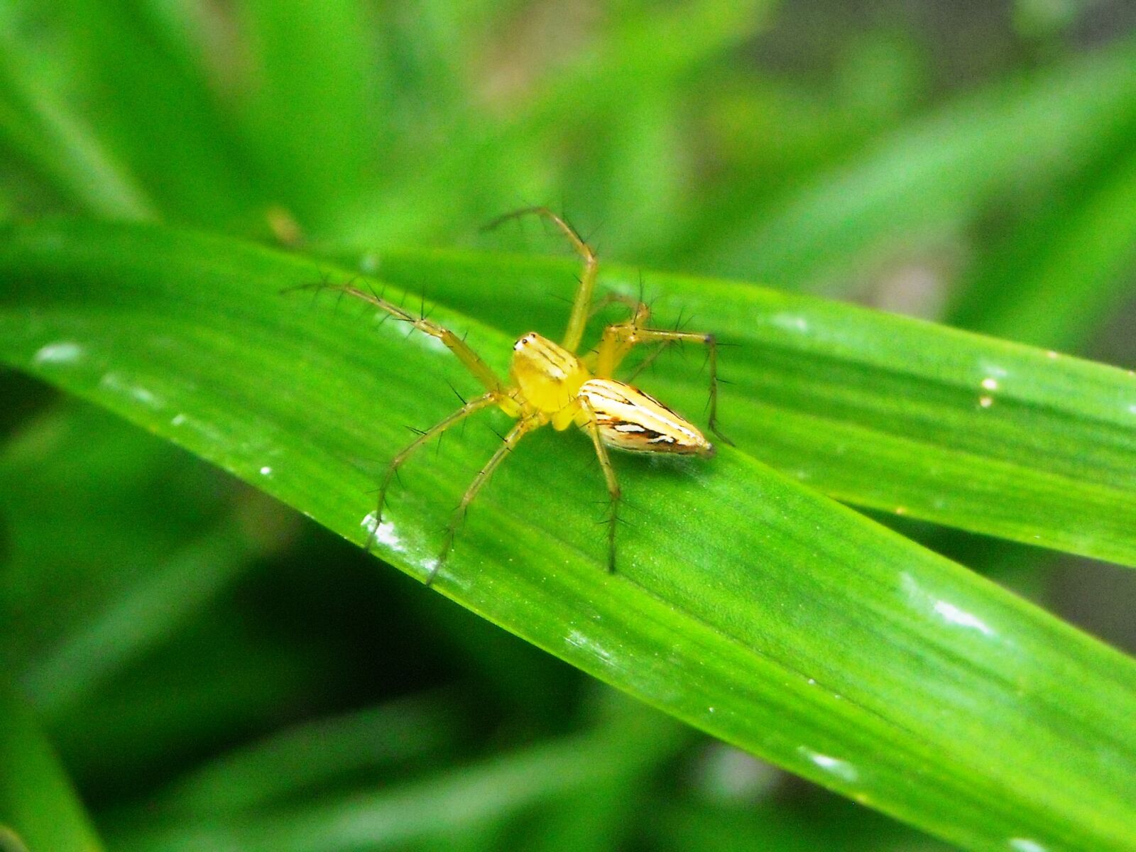 Nikon Coolpix L16 sample photo. Spider, yellow, leaf photography