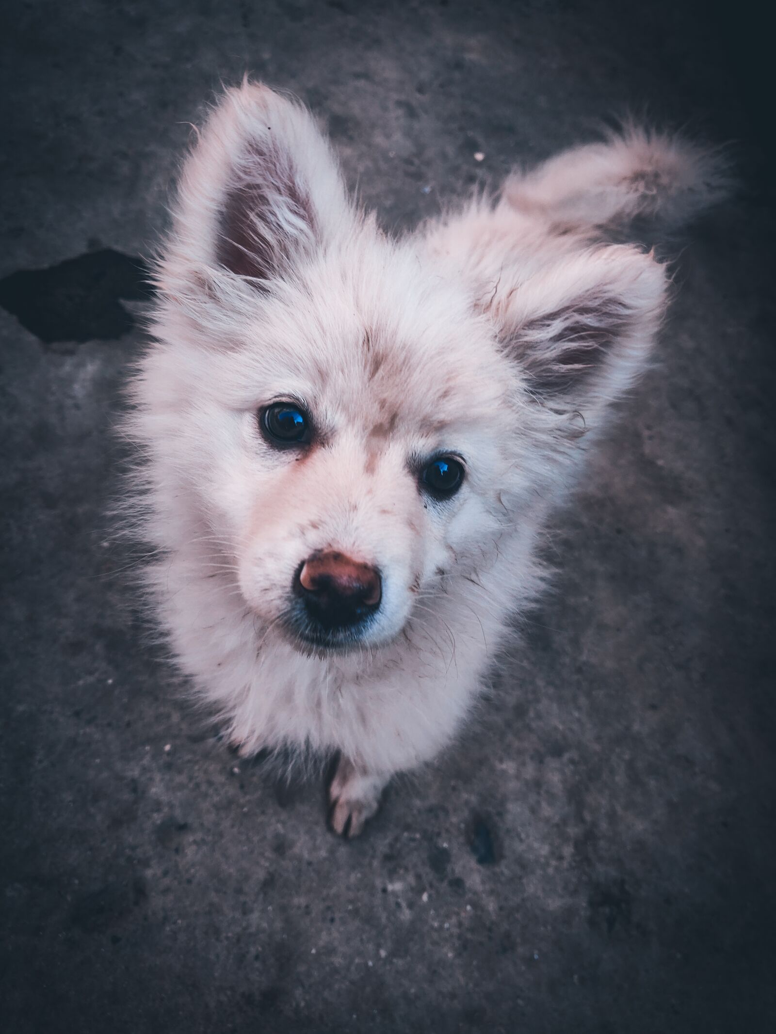 OnePlus A6010 sample photo. Dog, cute, car photography