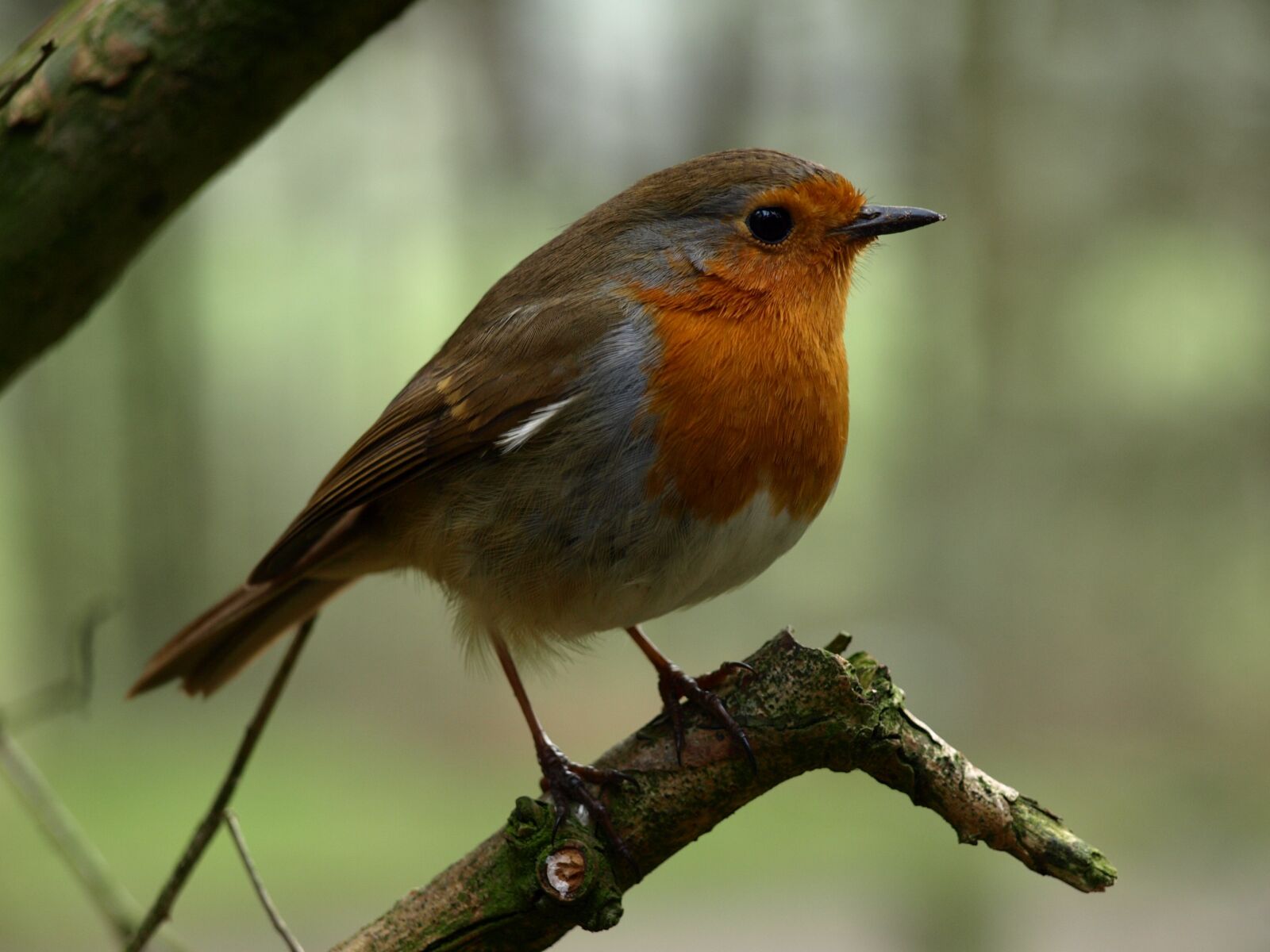 Olympus E-510 (EVOLT E-510) sample photo. Robin, bird, nature photography