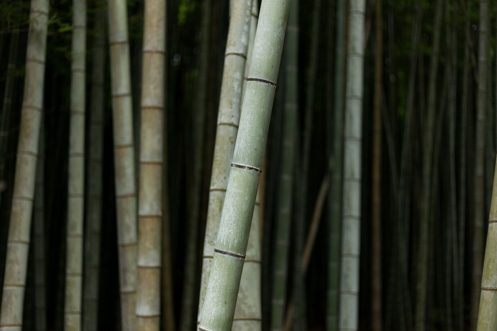 Canon EOS 6D + Canon EF 50mm F1.8 STM sample photo. Bamboos, nature, plant photography