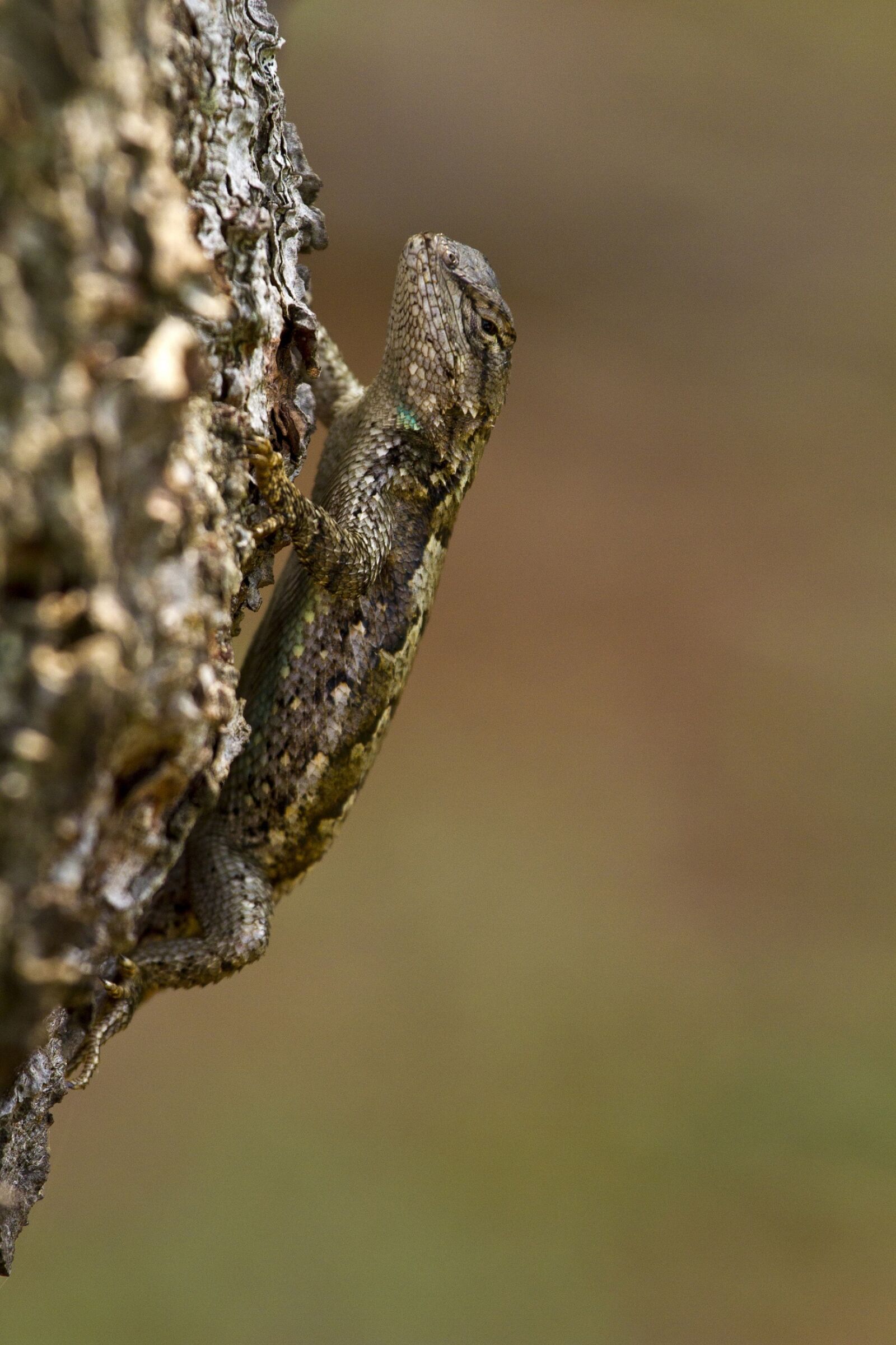 Canon EOS 7D sample photo. Eastern fence lizard, macro photography