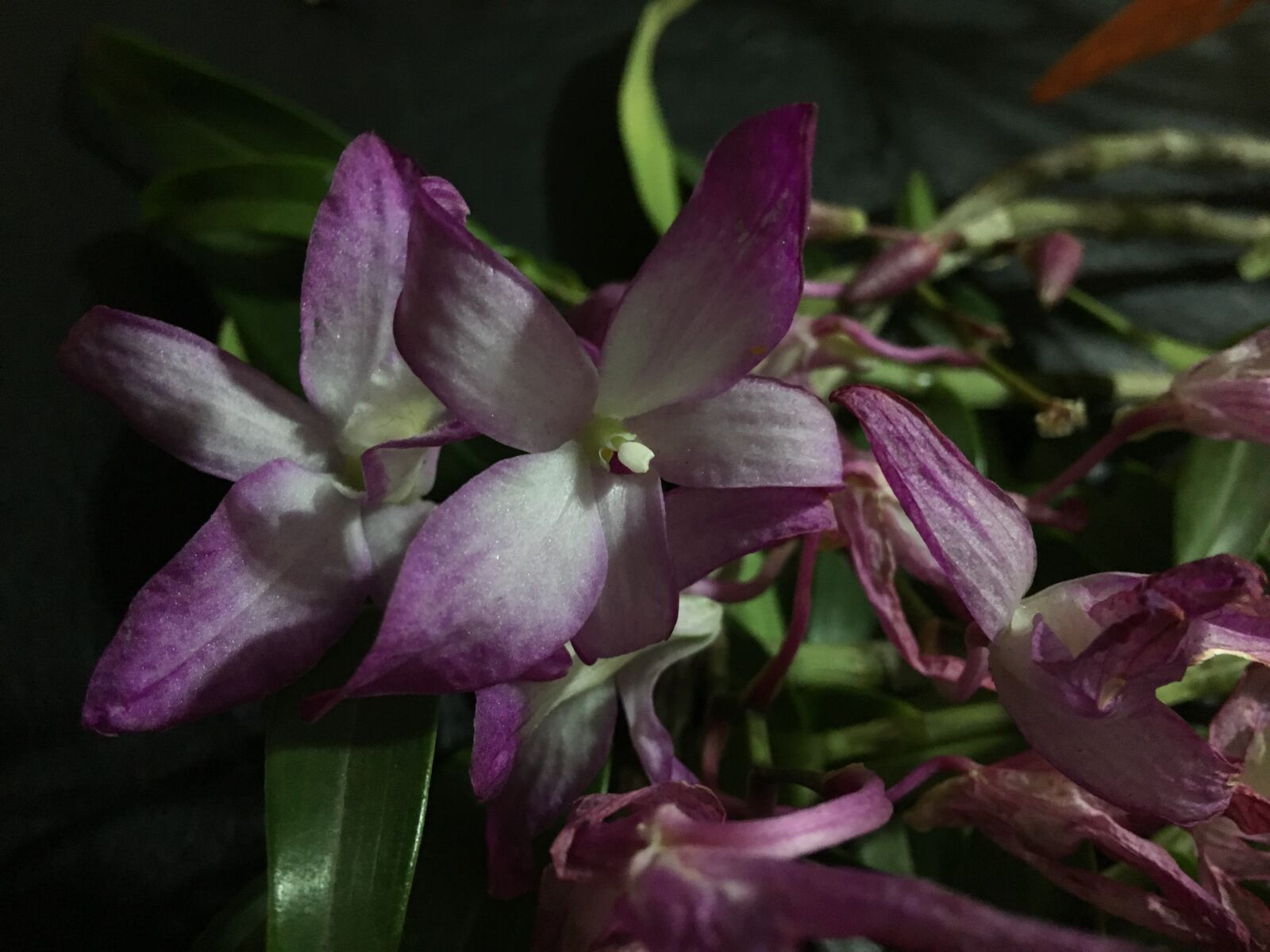 Apple iPhone 6s Plus sample photo. Orchid, withered, flower photography