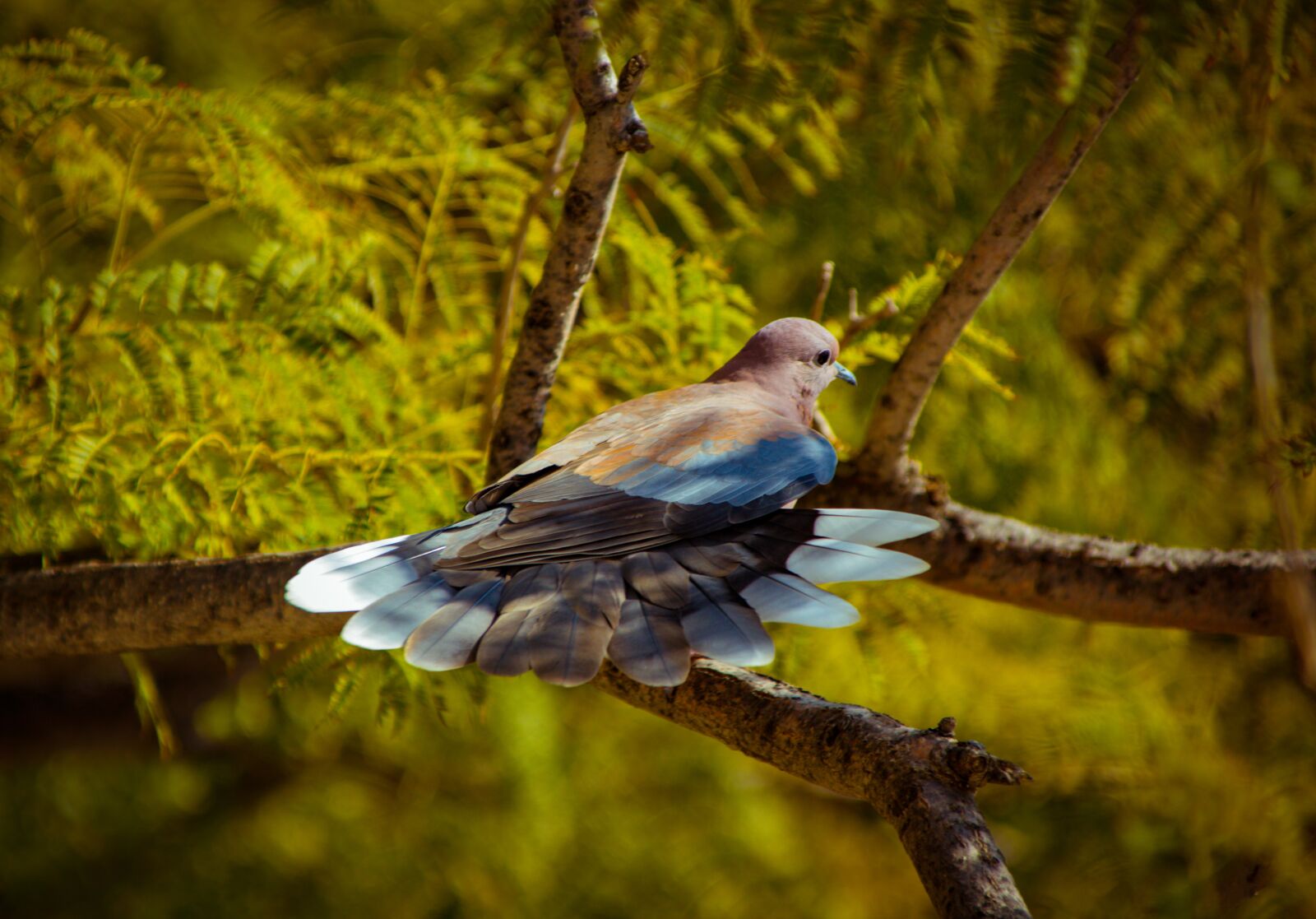 Canon EOS 650D (EOS Rebel T4i / EOS Kiss X6i) sample photo. Bird, wings, feathers photography