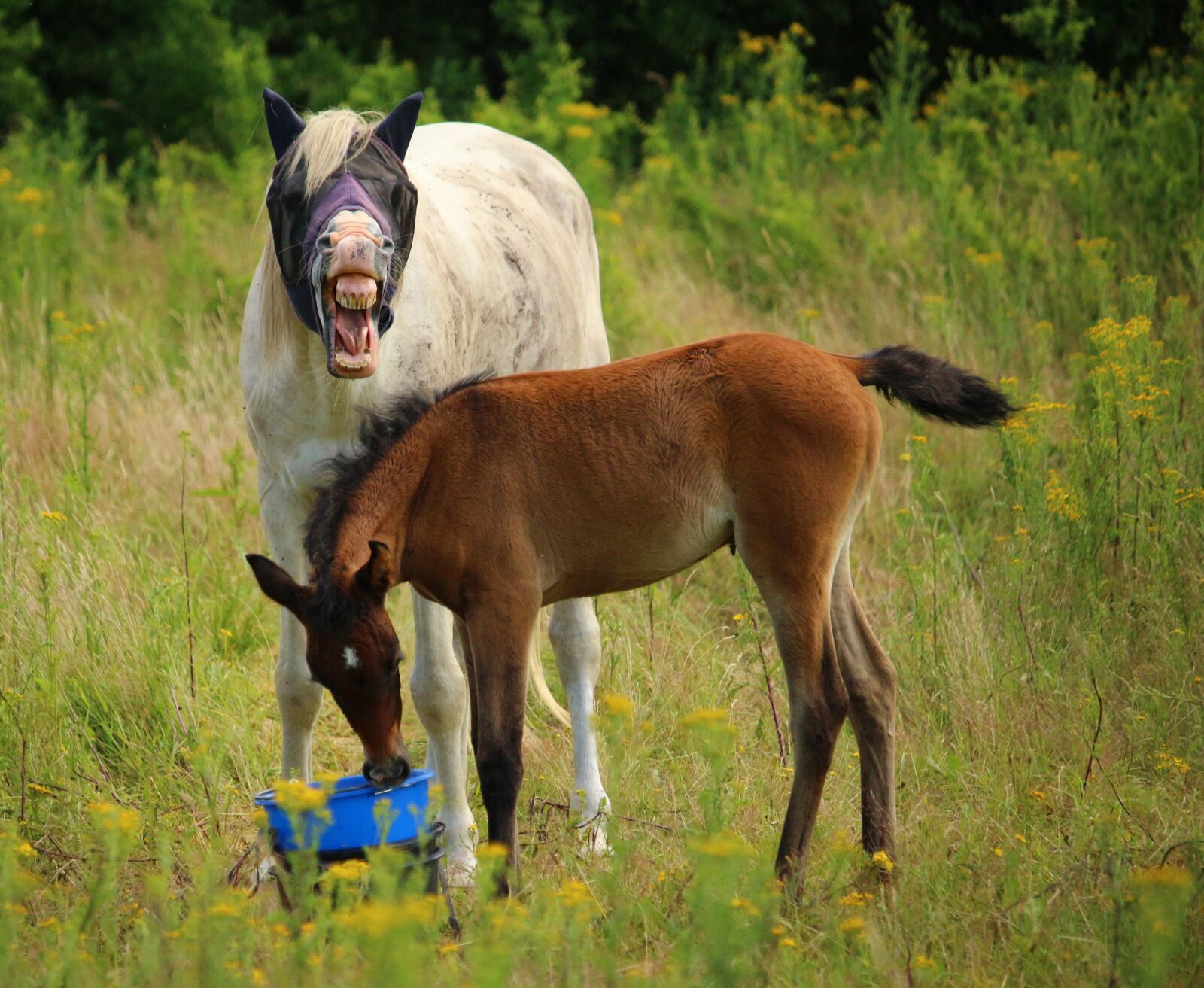 Canon EOS 100D (EOS Rebel SL1 / EOS Kiss X7) sample photo. Horse, foal, thoroughbred arabian photography