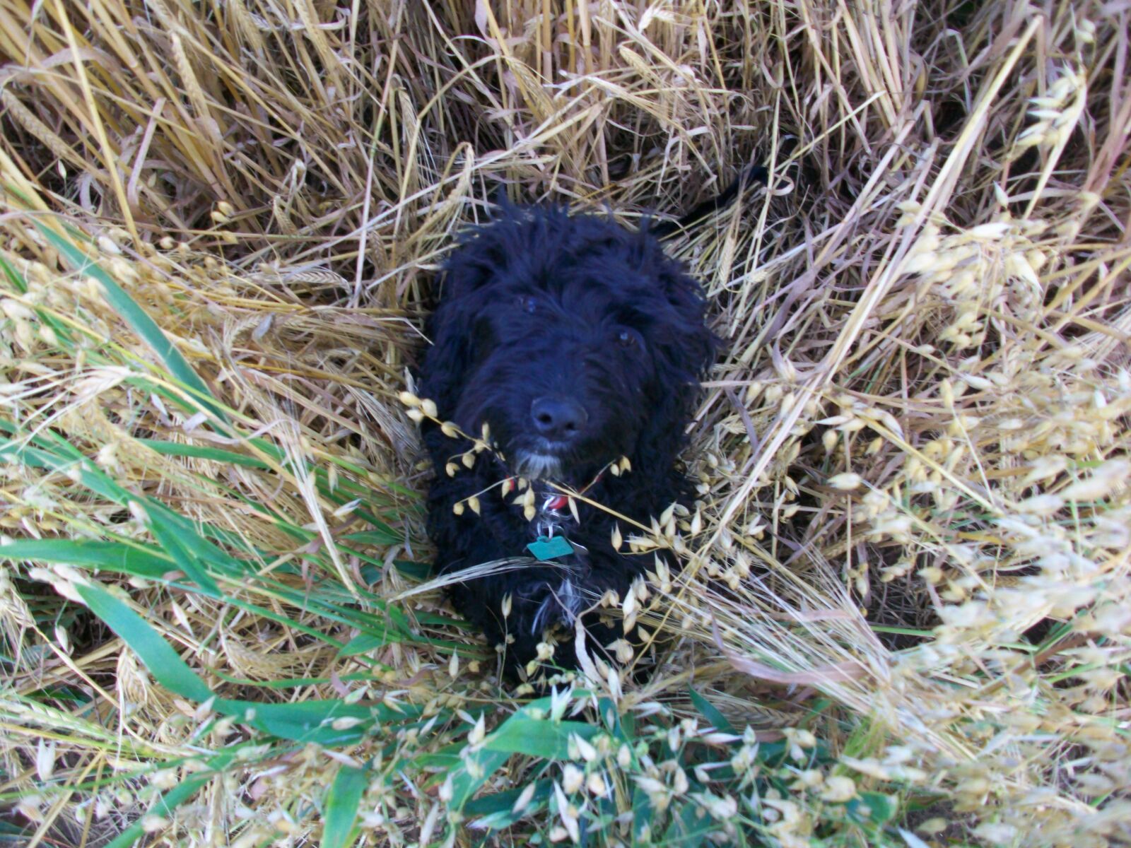 Kodak EASYSHARE M1063 DIGITAL CAMERA sample photo. Barney, cockapoo, cockerpoo, dog photography