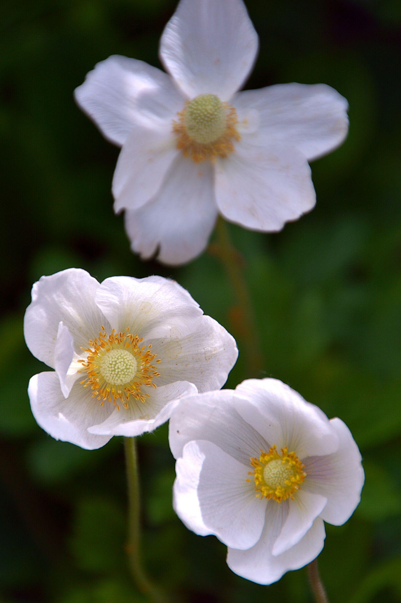 Nikon D3200 sample photo. Flowers, white, spring photography