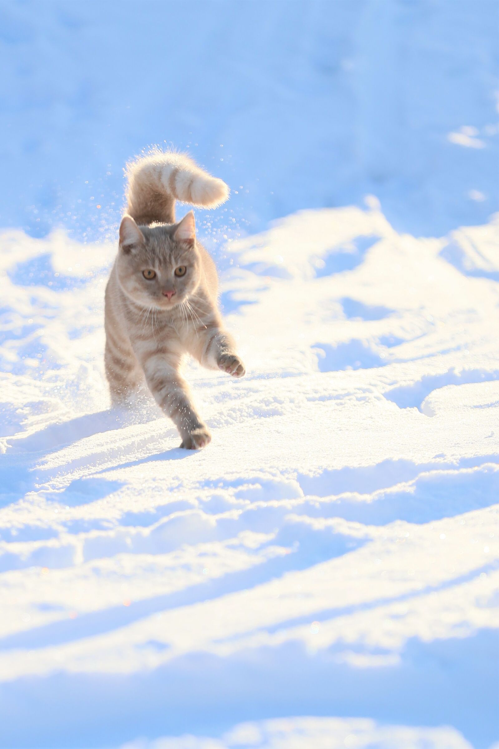 Canon EOS-1D X Mark II sample photo. Cat, snow, run photography