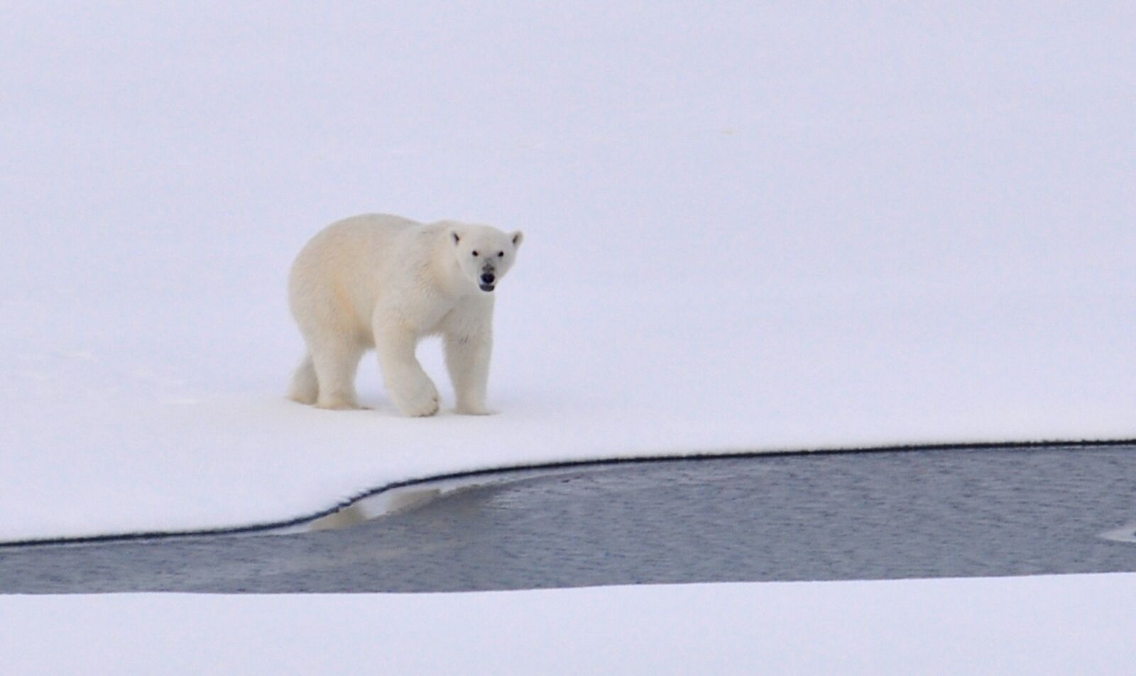 Nikon D90 sample photo. Polar bear, ice, arctic photography