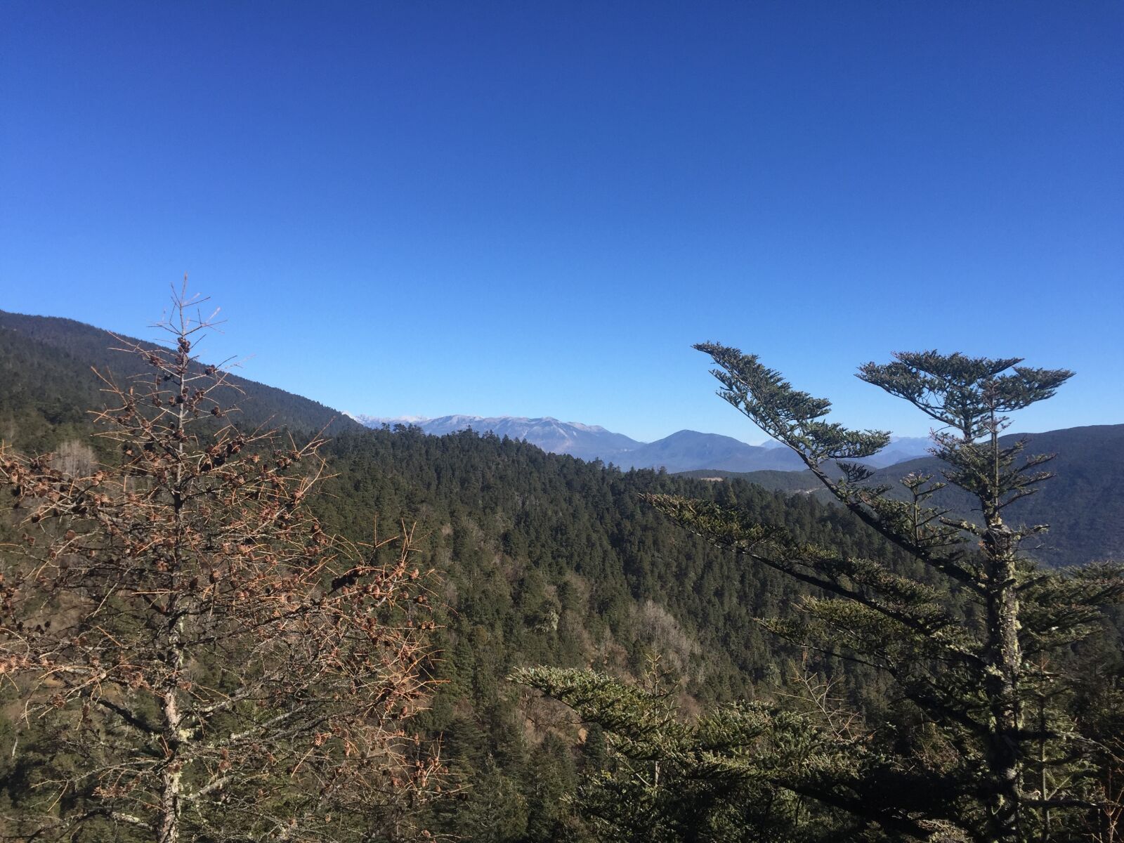 Apple iPhone 6 sample photo. Tree, mountain, the scenery photography
