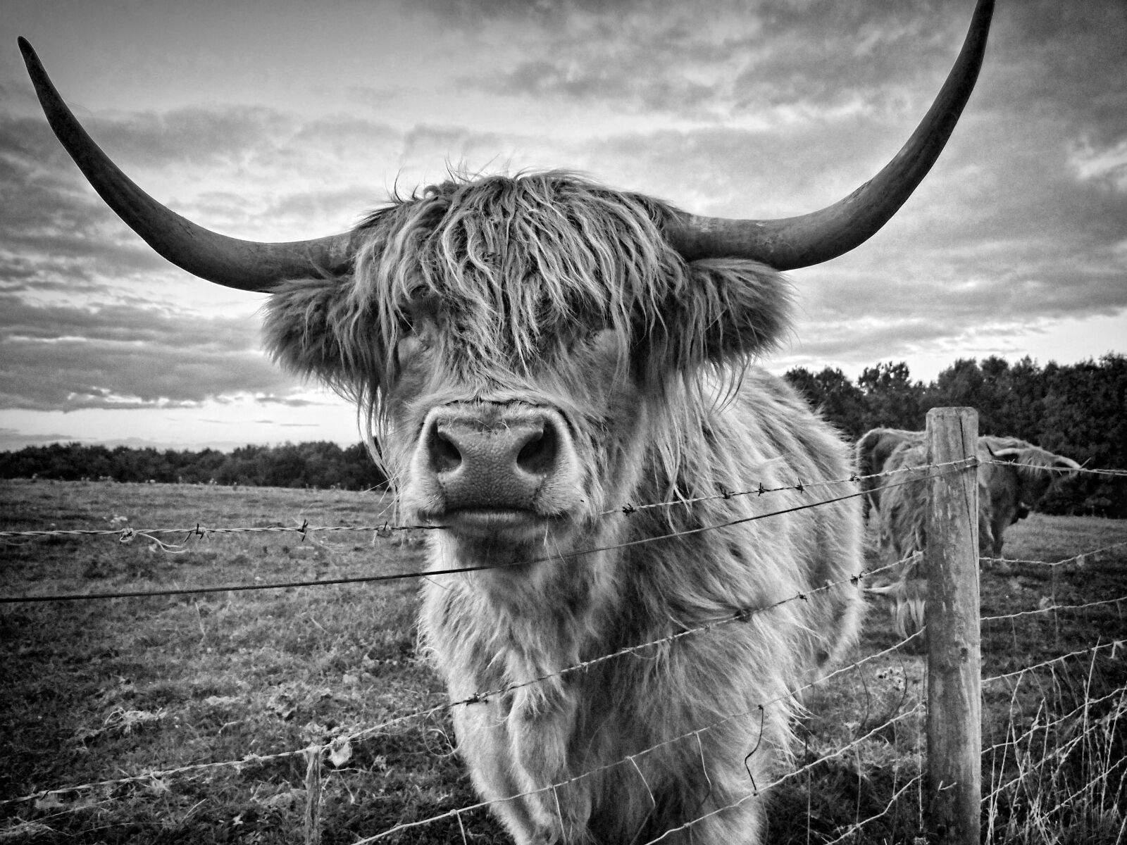 FujiFilm FinePix S200EXR (FinePix S205EXR) sample photo. Highland cow, cow, animal photography