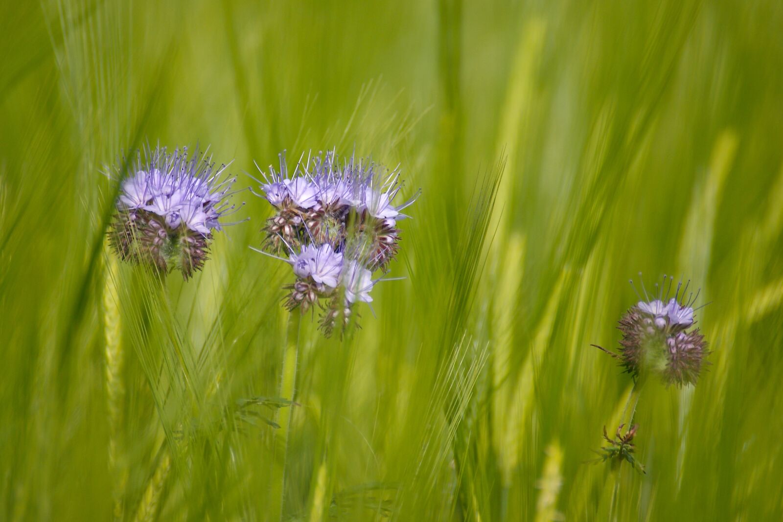 Sony Alpha DSLR-A350 sample photo. Green, cereals, field photography