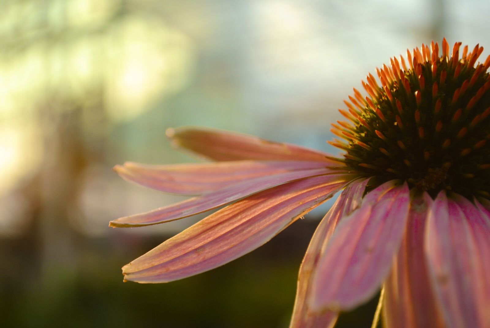 Nikon D3000 sample photo. Flower, summer, spring photography