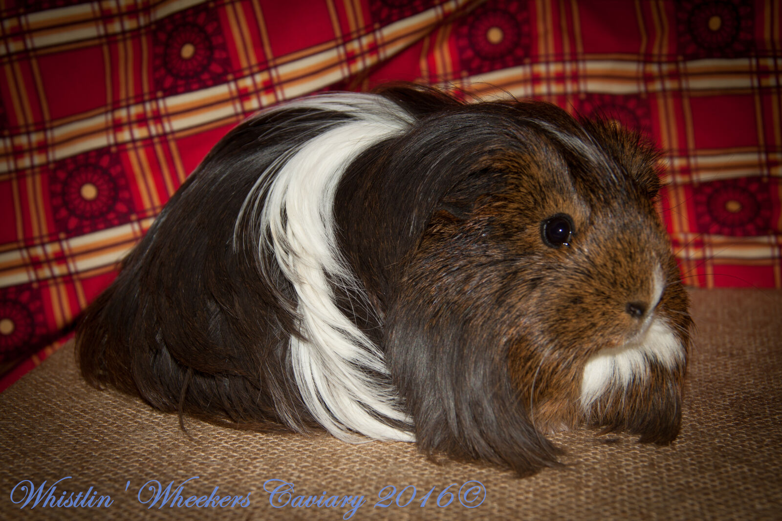 Canon EOS 50D + Canon EF-S 18-135mm F3.5-5.6 IS sample photo. Guinea, pig photography