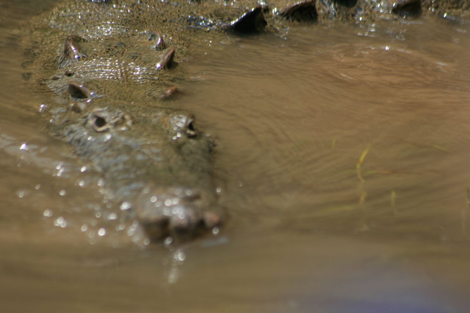 Canon EOS 400D (EOS Digital Rebel XTi / EOS Kiss Digital X) sample photo. Crocodile, river, reptile photography