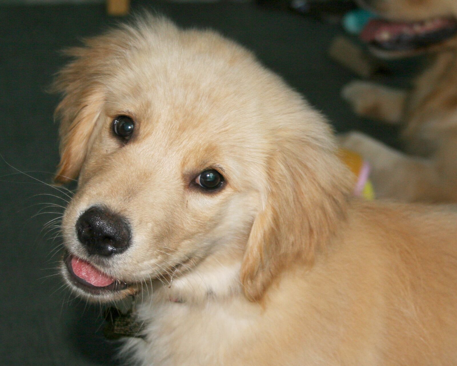 Canon EOS 20D sample photo. Puppy, cute, dog photography