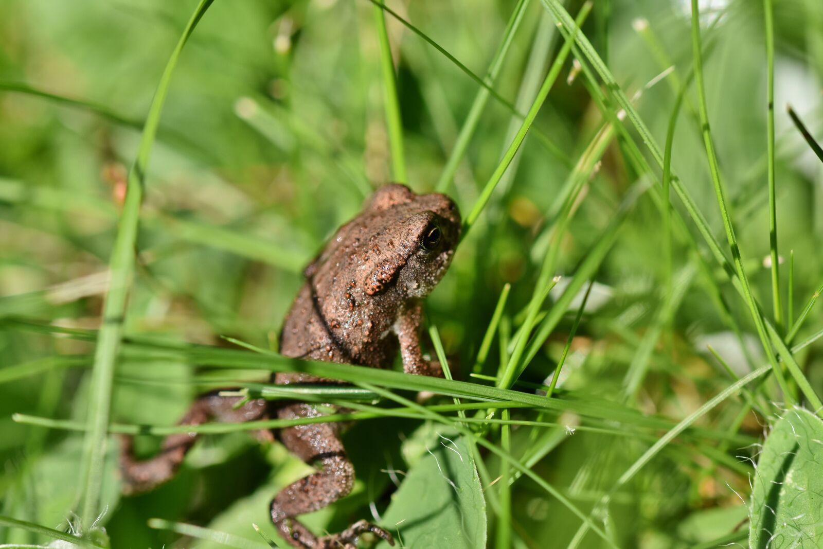 Nikon D7200 sample photo. Frog, toad, amphibians photography