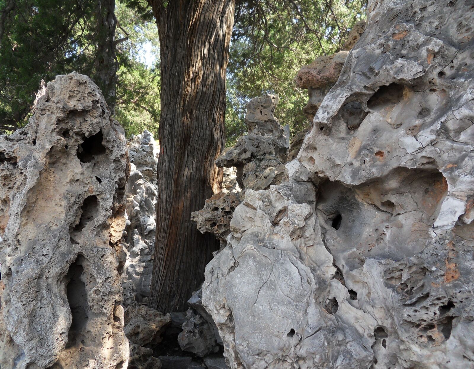 Samsung WB500, WB510 / VLUU WB500 /  HZ10W sample photo. Tree, stone, rock photography