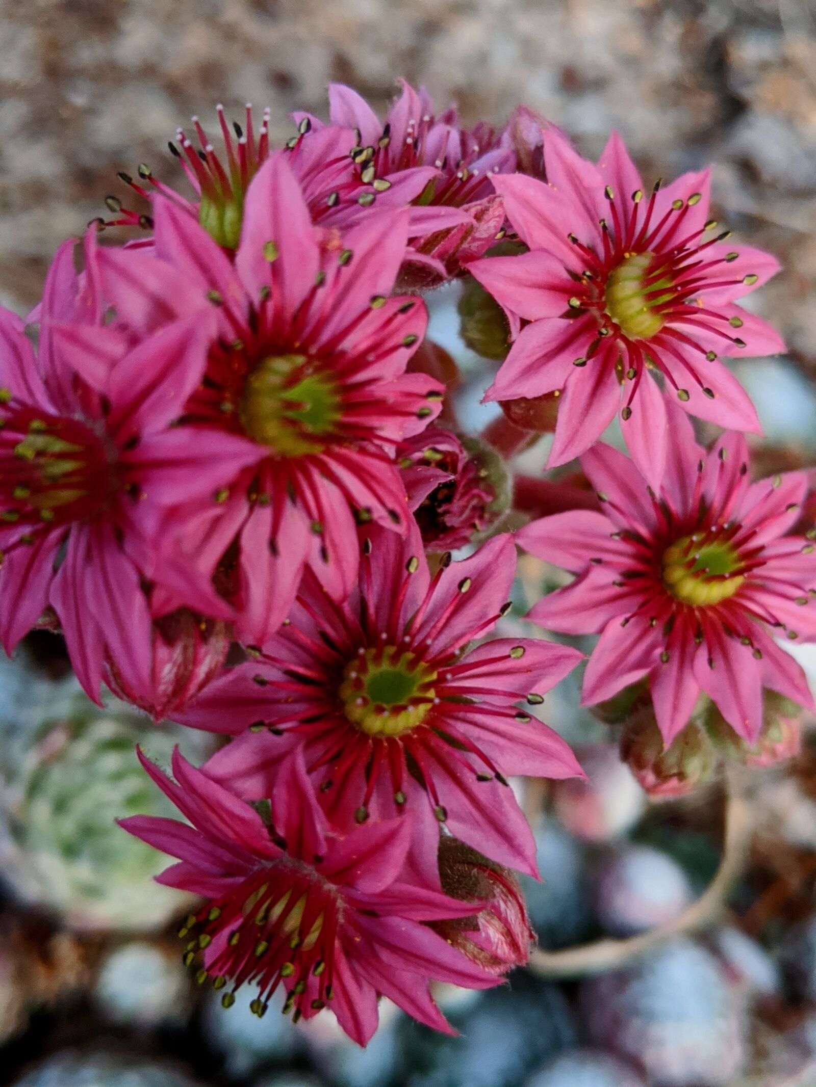 Google Pixel 3 XL sample photo. Cactus flowers, pink flowers photography