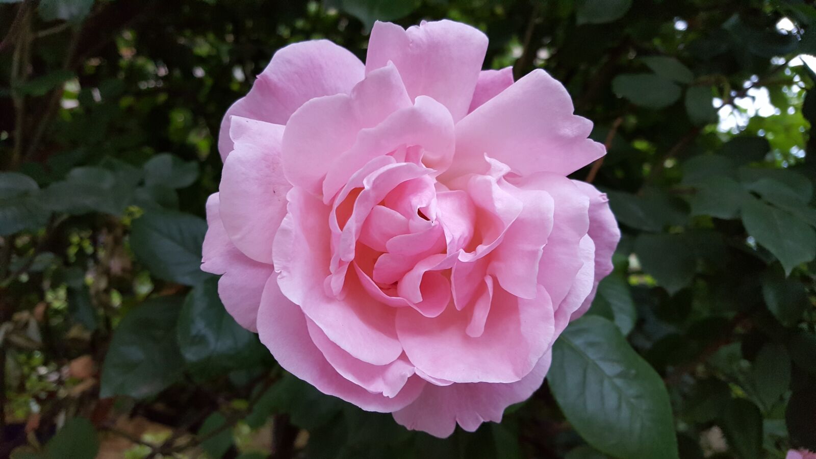 Samsung Galaxy S6 sample photo. Rose, flower, pink rose photography