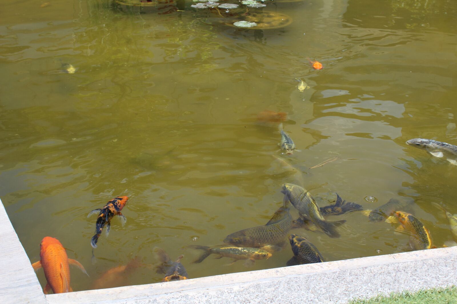 Canon EOS 1200D (EOS Rebel T5 / EOS Kiss X70 / EOS Hi) sample photo. Fish, tank, aquarium photography